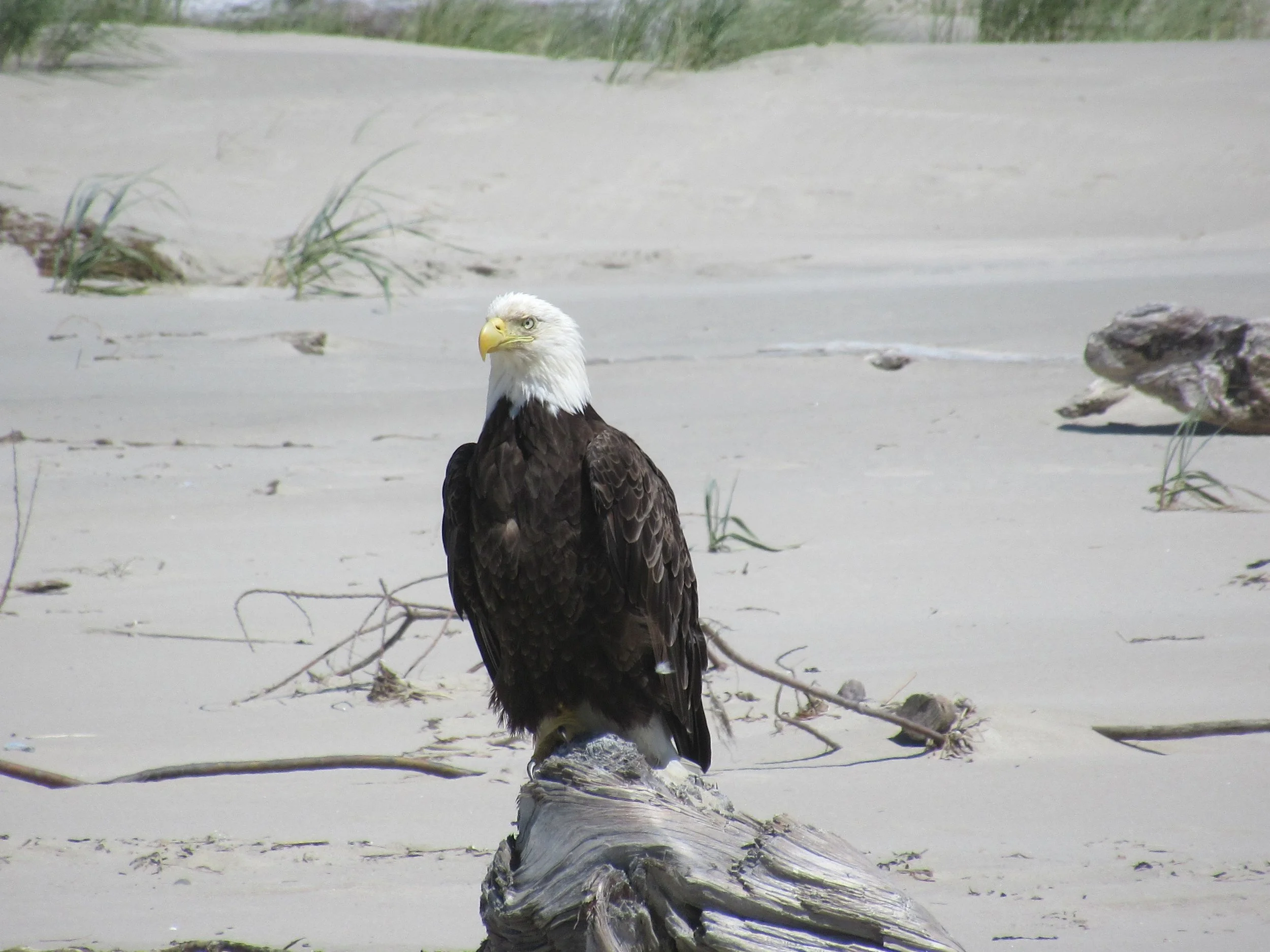 IMG_1013=EagleEyeingBeach.JPG