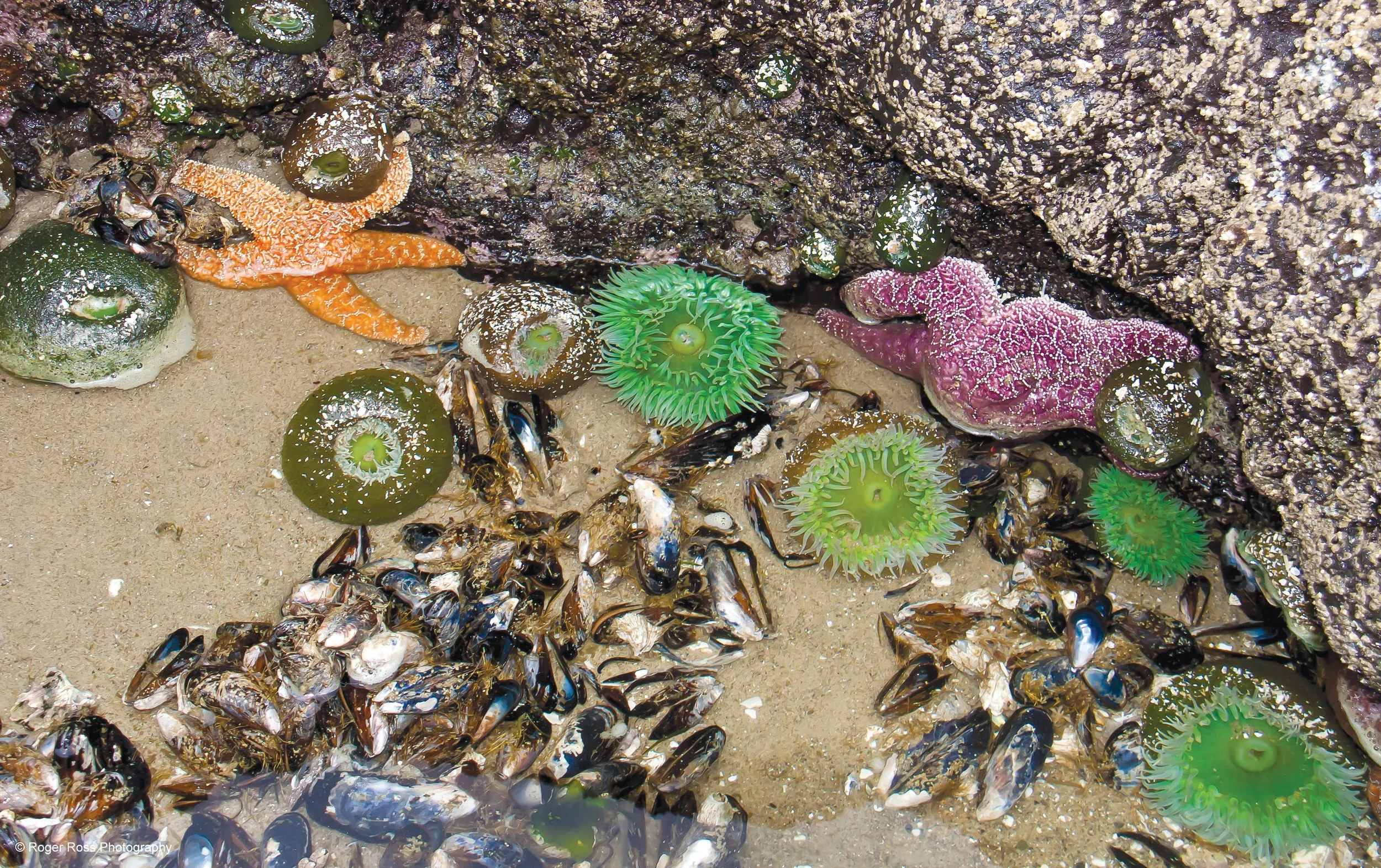 Delve deep at Oceans Art Festival
