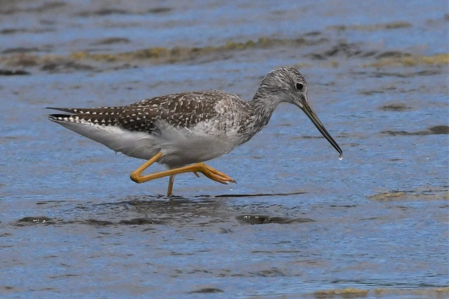 Lesser Yellowlegs by Ruth Shelly.JPG