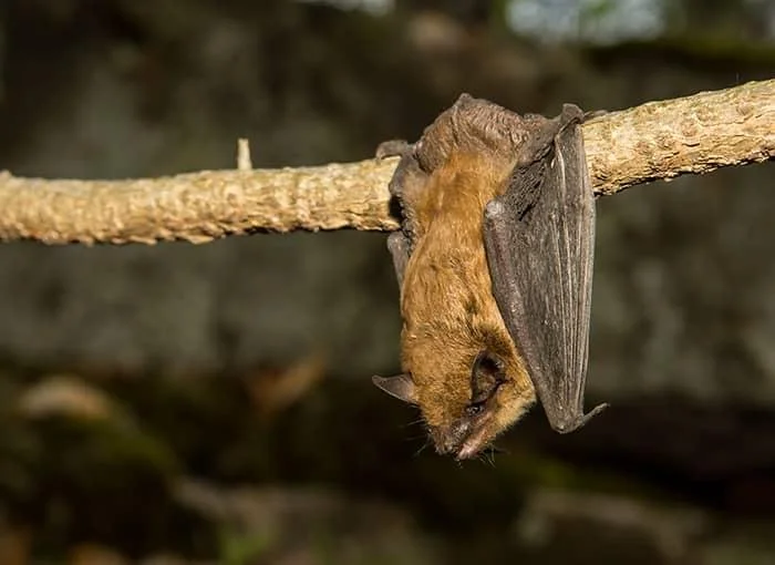 There’s an app for bat(s)