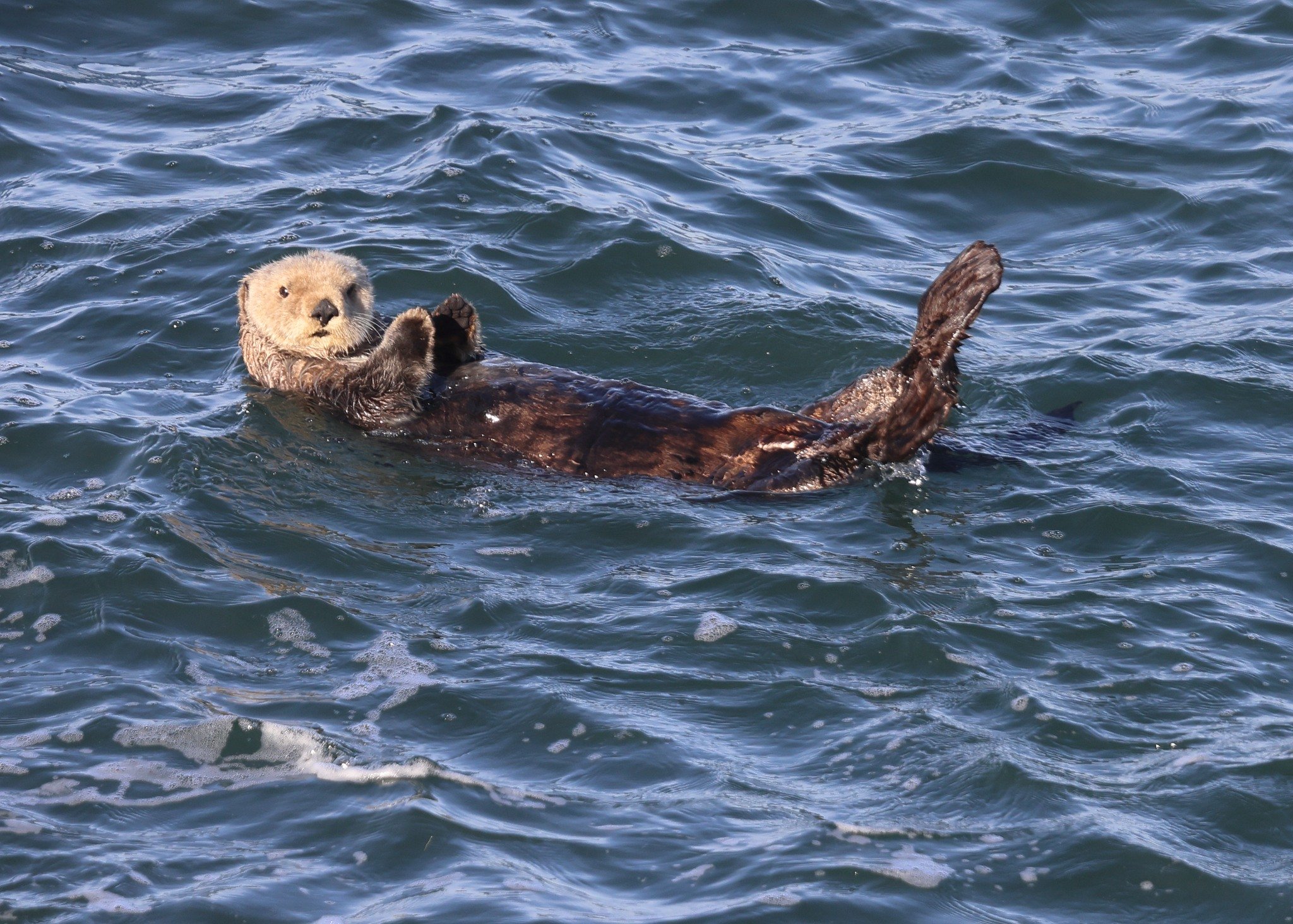 You otter be there