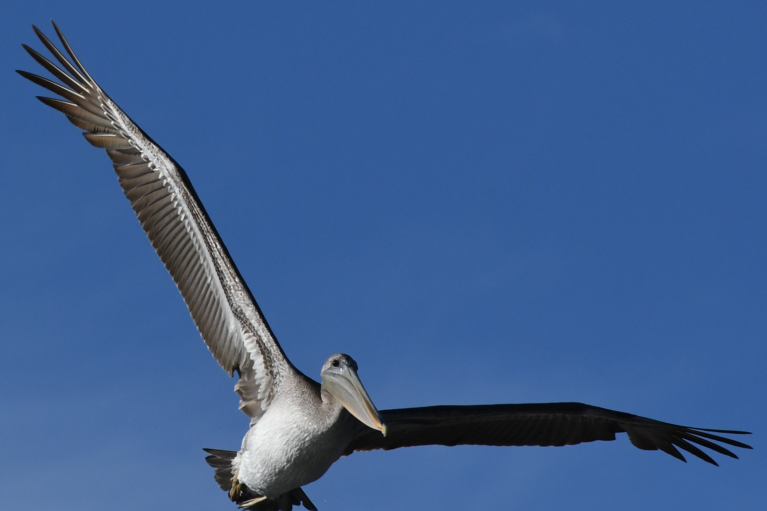 Brown Pelican 2 by Ruth Shelly.JPG