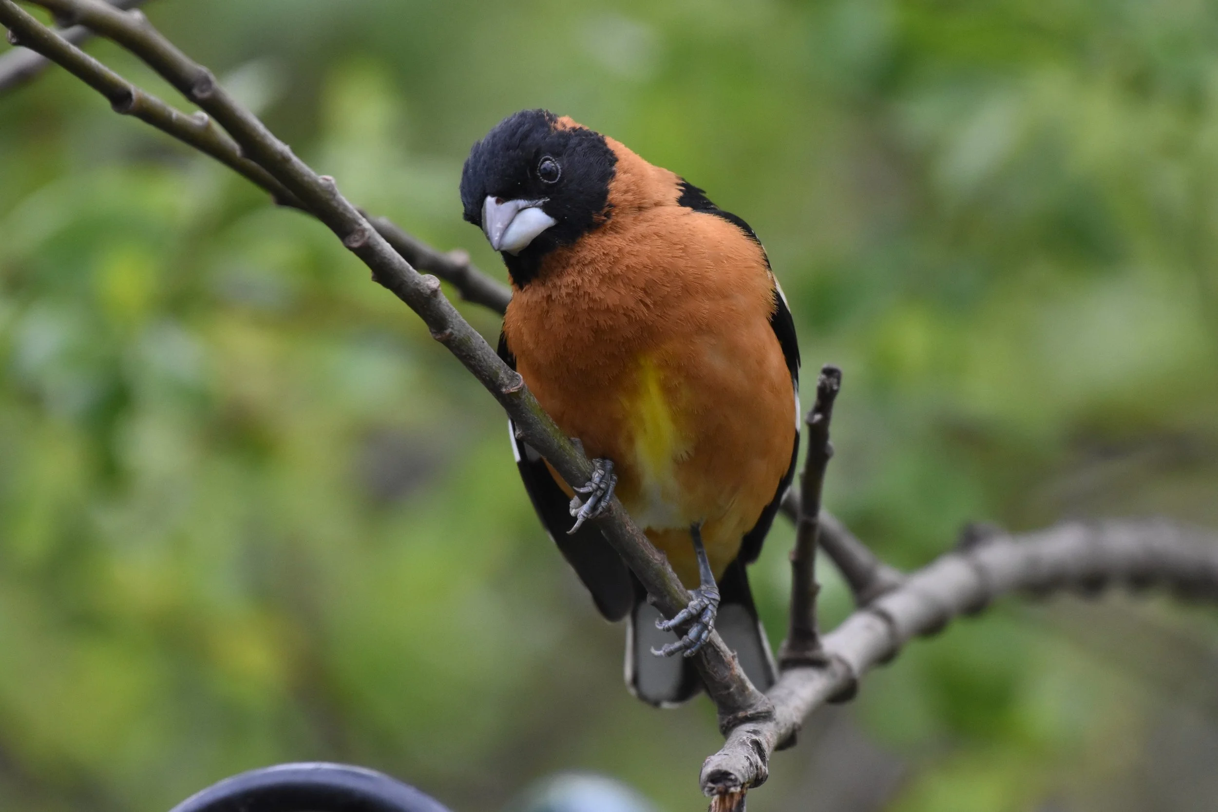 Fall is a mi-grate birding season