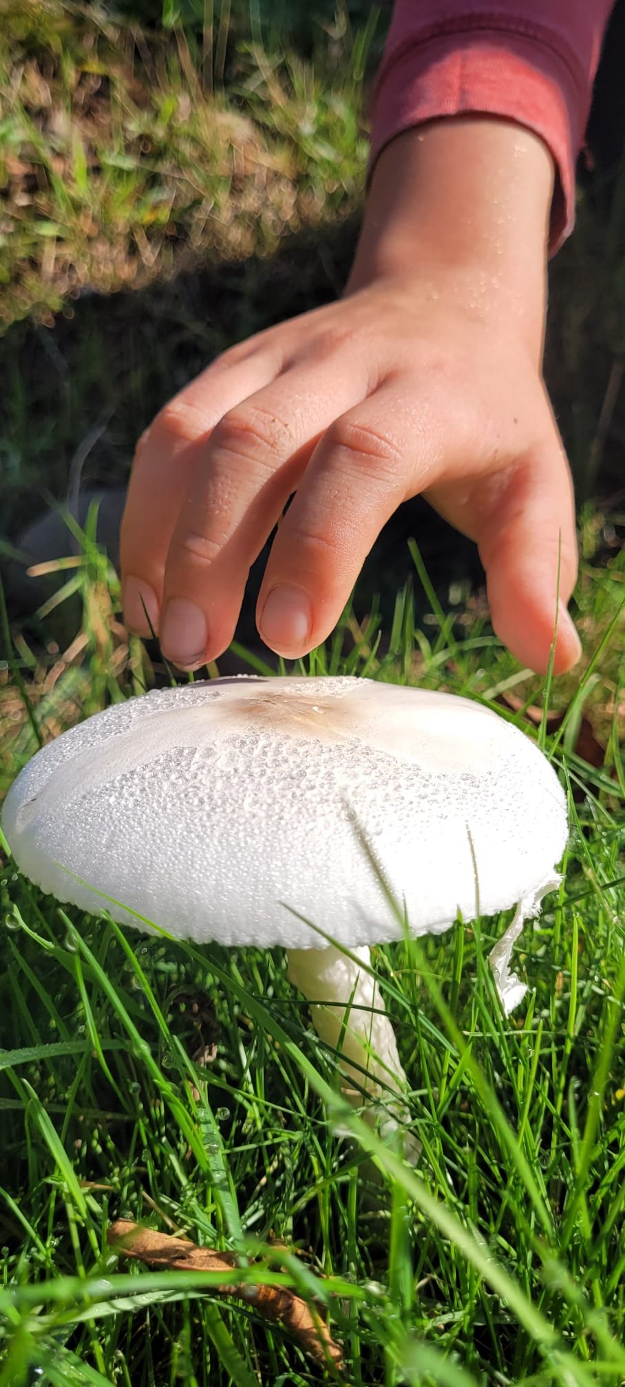 Explore the fungus among us