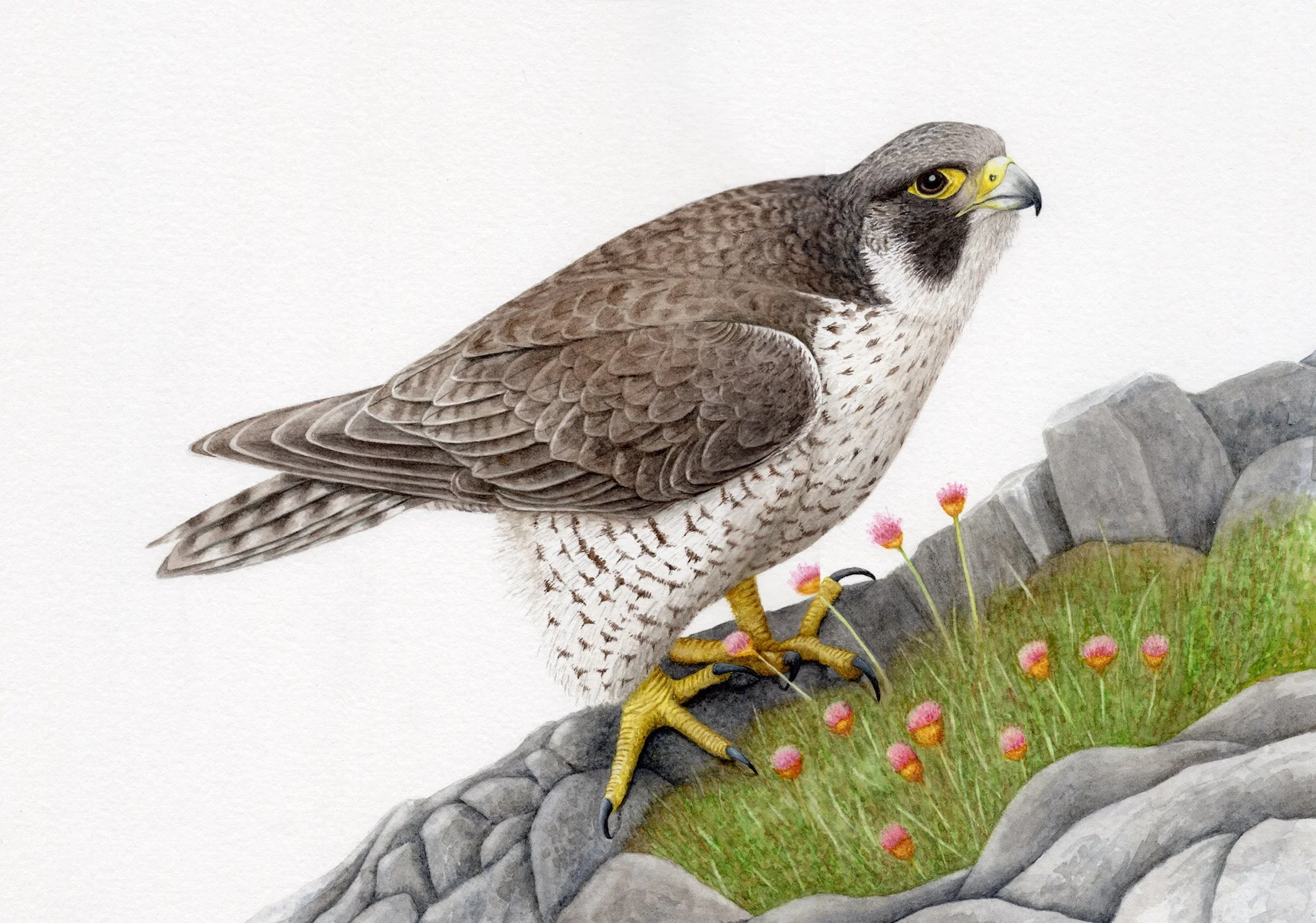 Sherwood-peregrine final.jpg