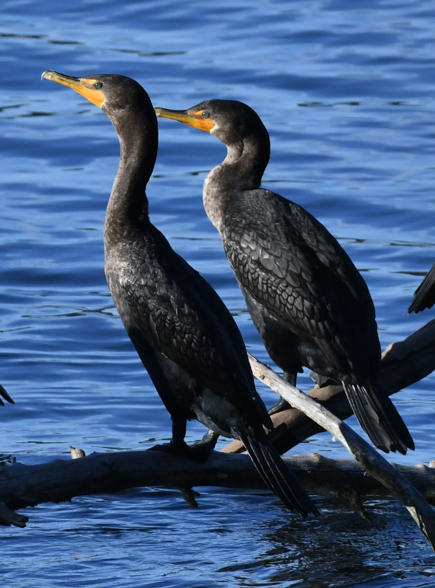 Buddy up for a bird walk