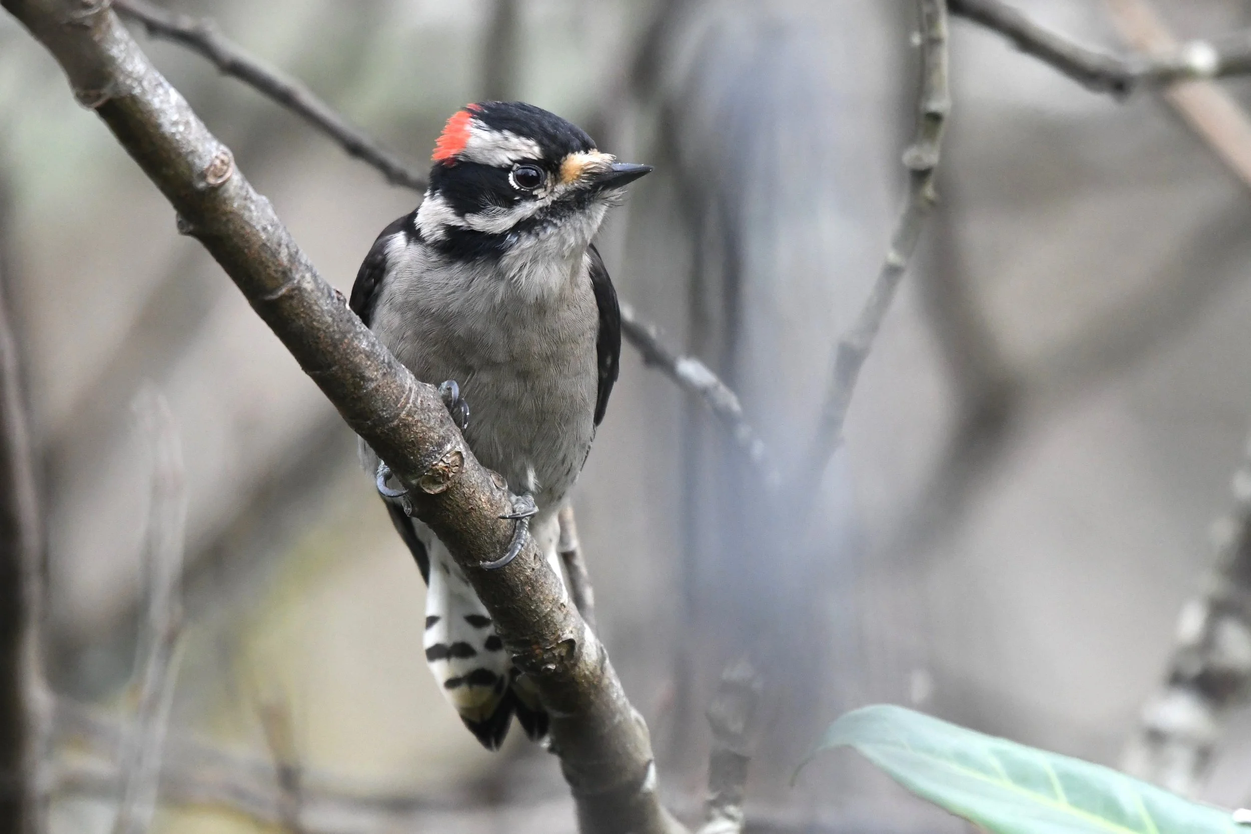 Go on, tweet yourself