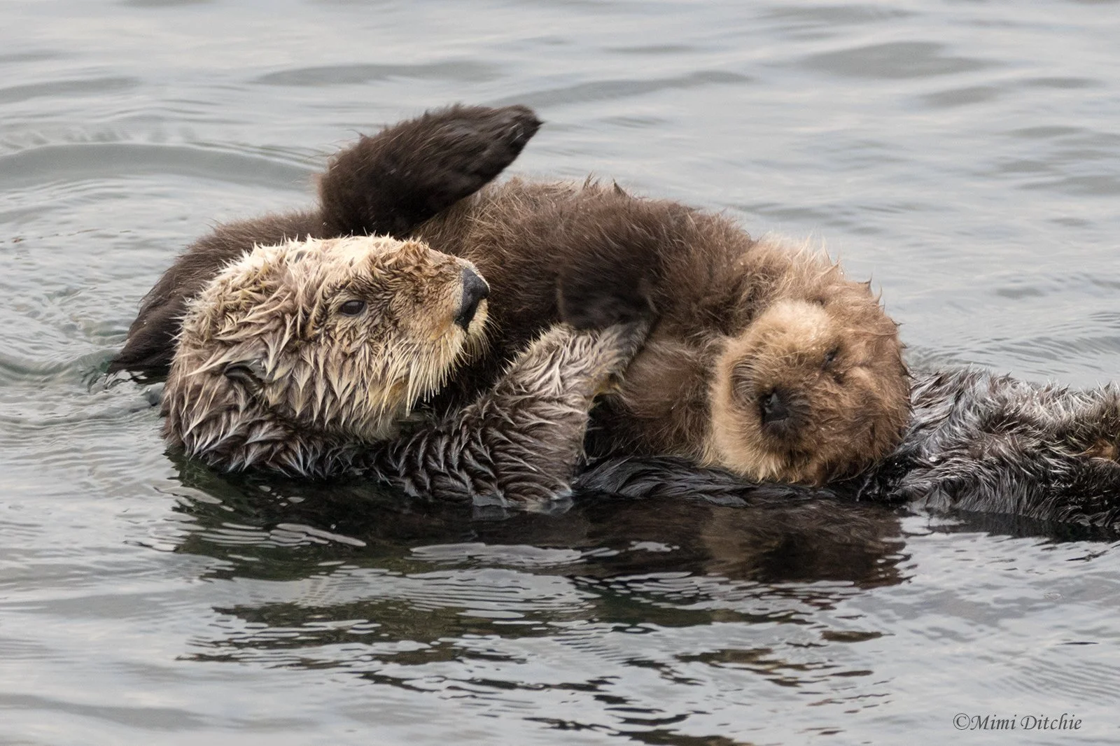 A love like no otter