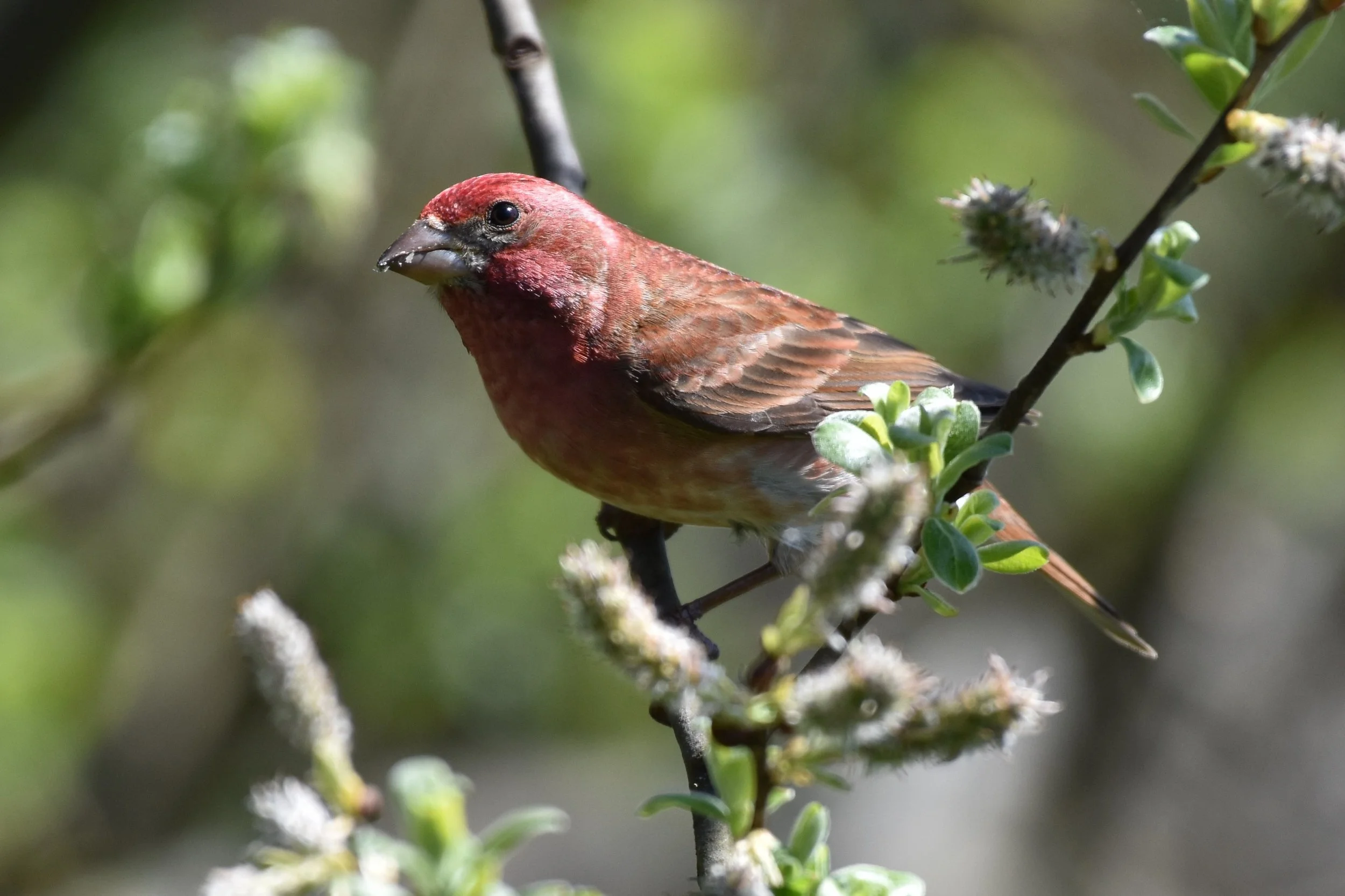 House Finch by Ruth Shelly.JPG