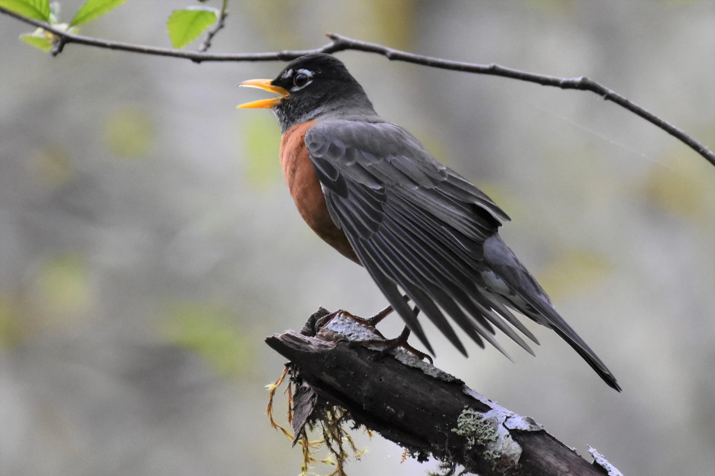 American Robin in song by Ruth Shelly.JPG