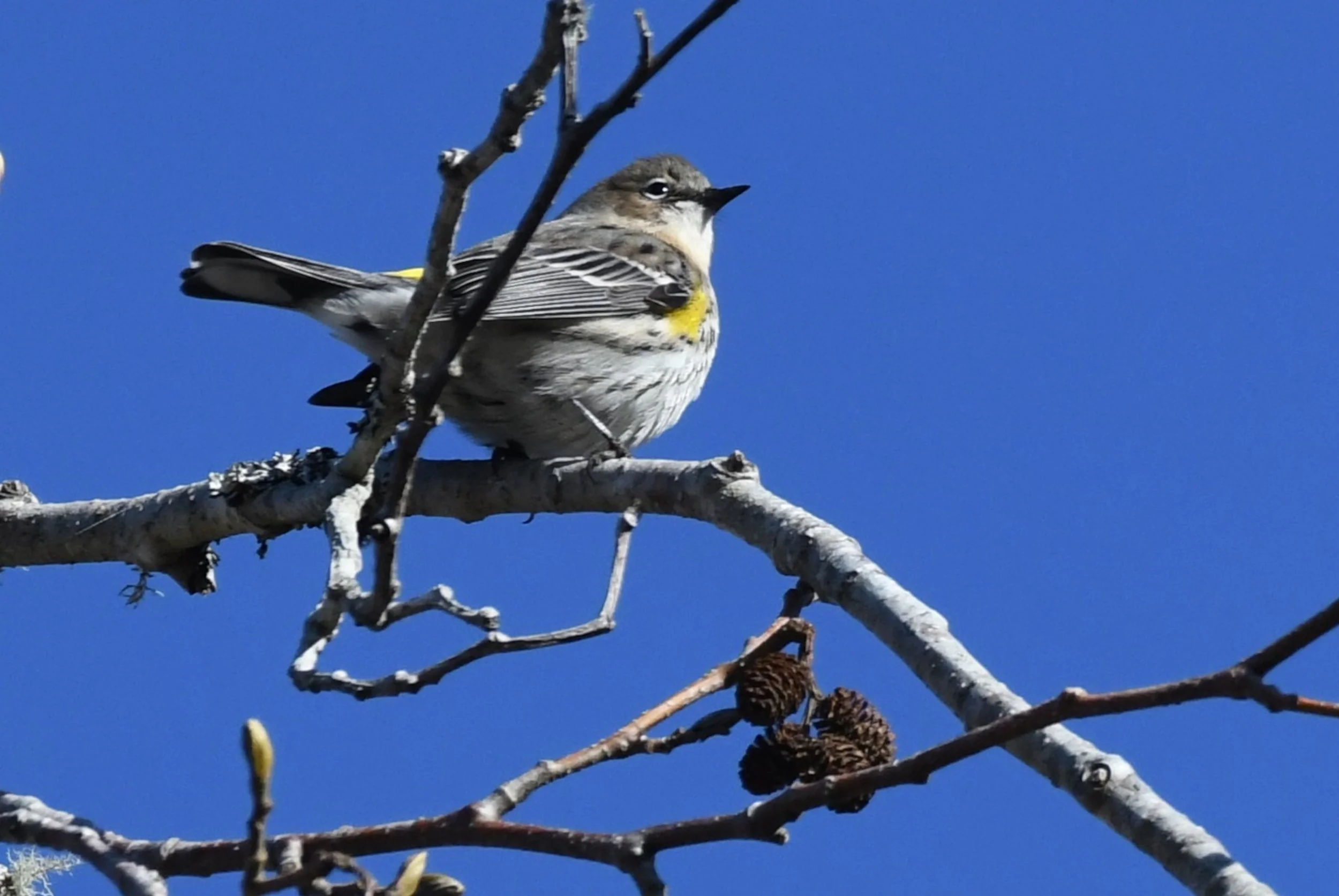Tree-t yourself to a birding walk