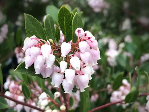 Budding gardeners welcome at Manzanita Day