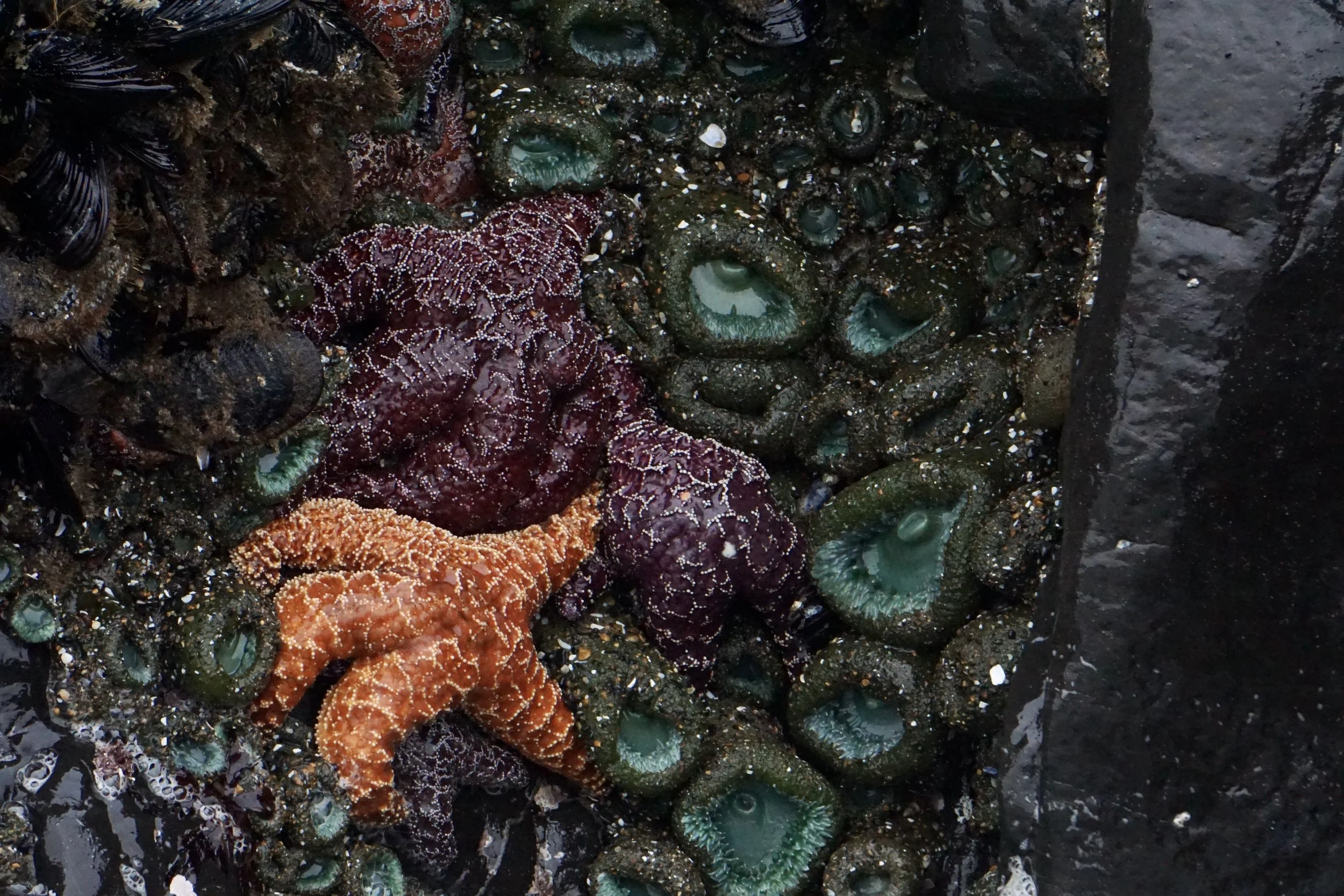 sea star ochre 1.jpeg