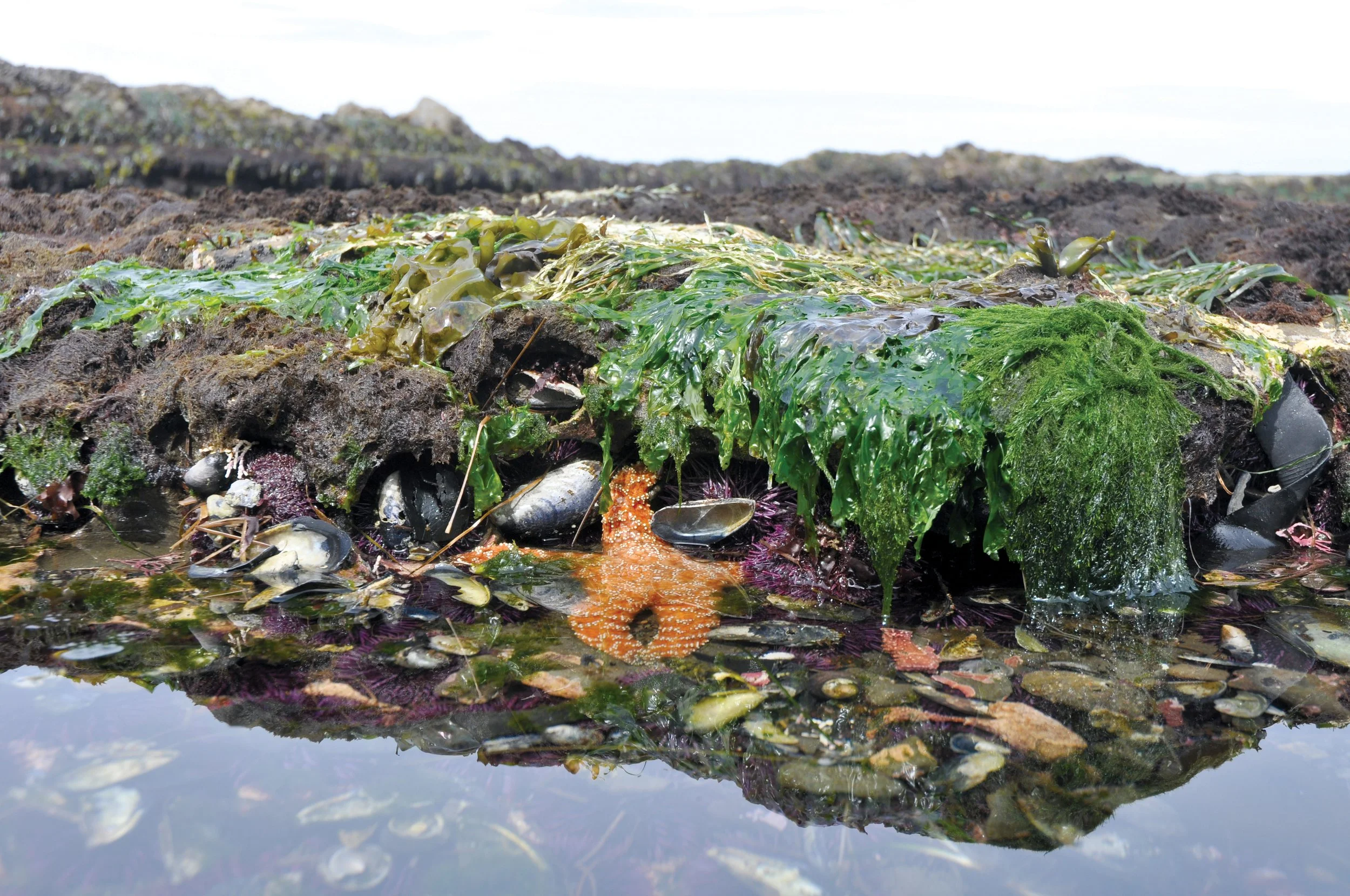 tide pools copyweb.jpg