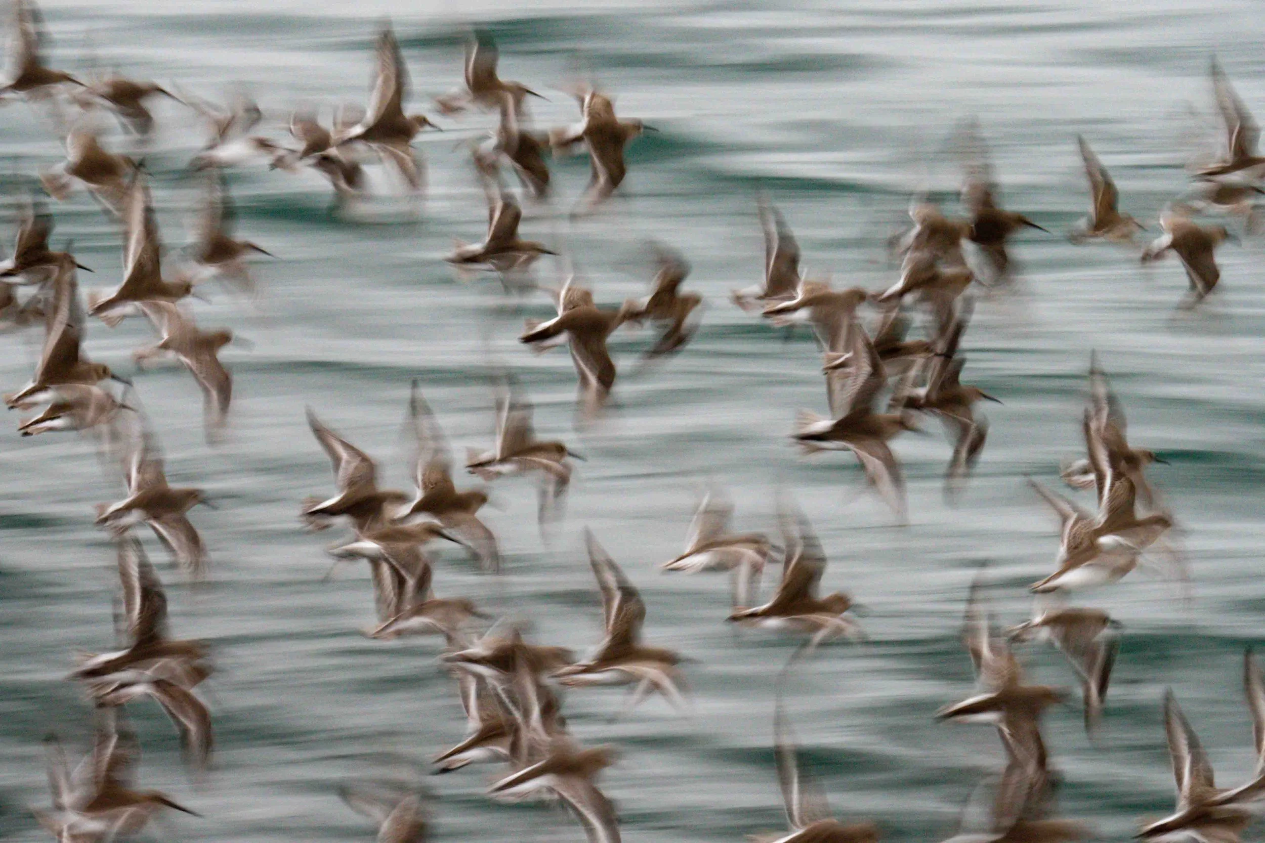 Flock to Manzanita for this show