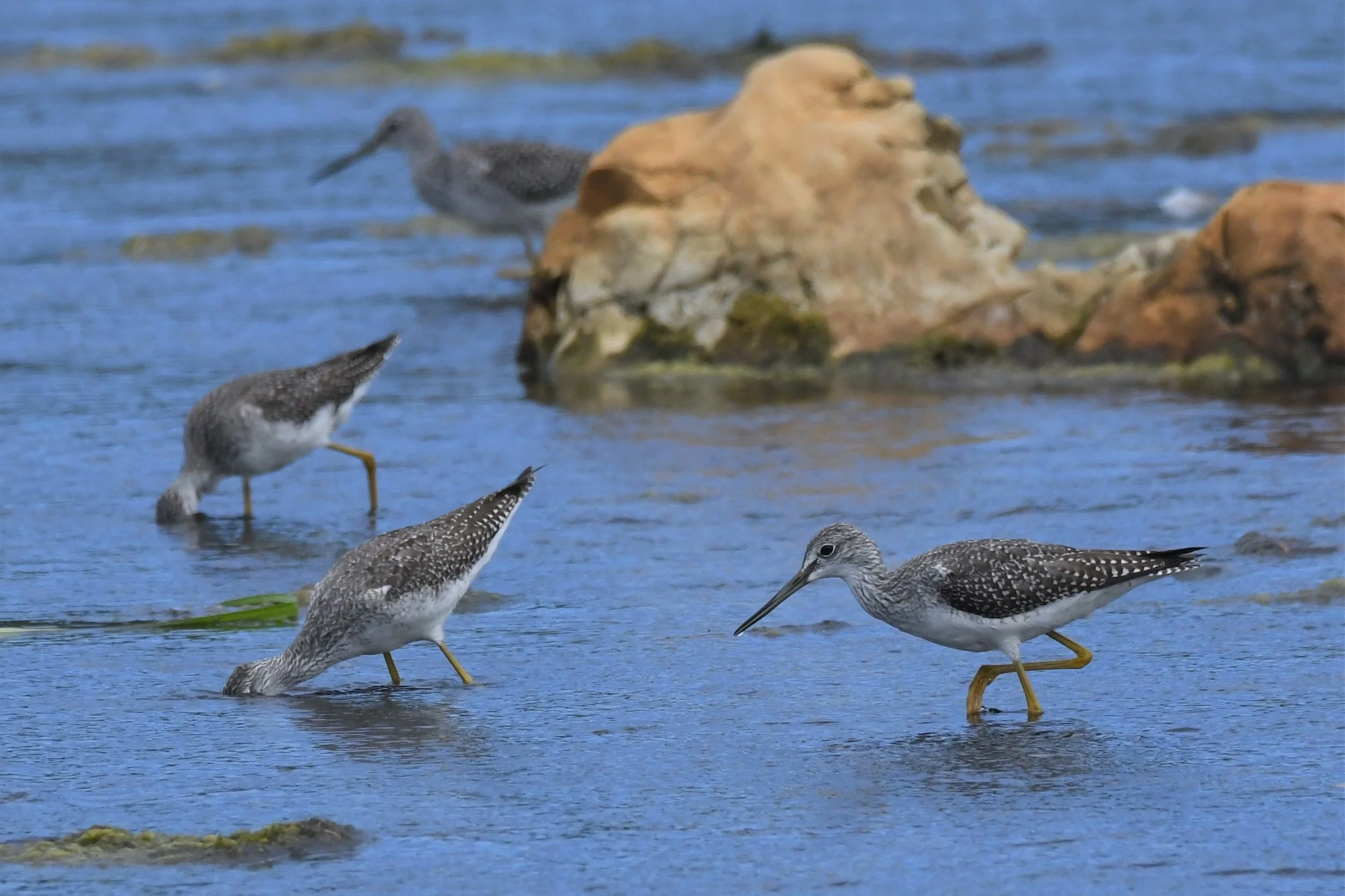 Greater Yellowlegs by Ruth Shelly.JPG