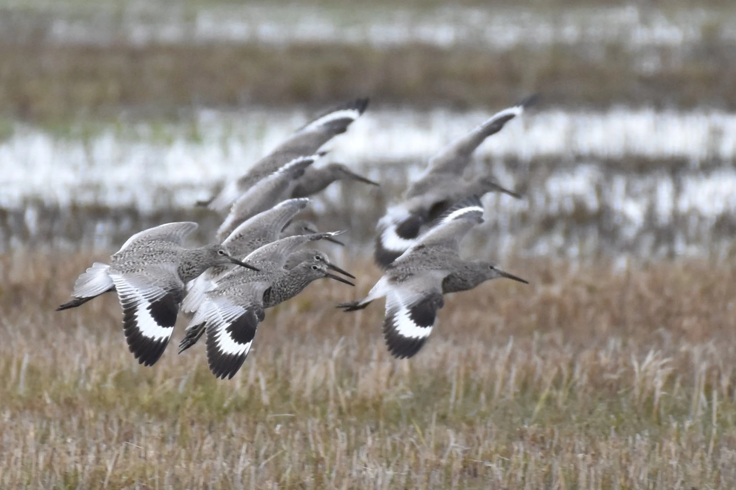 Whimbrels by Ruth Shelly.JPG