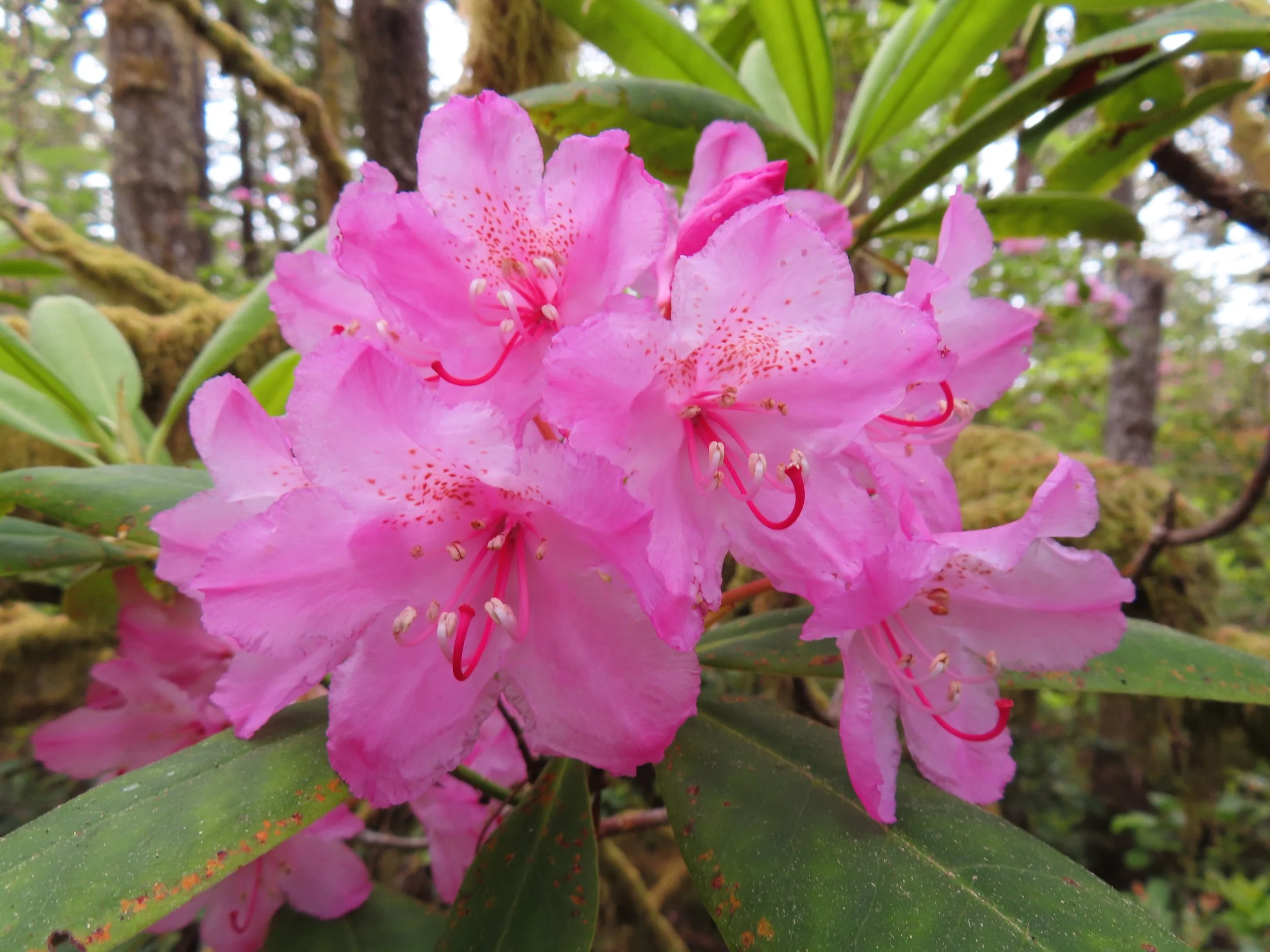 All rhodies lead to Lincoln City