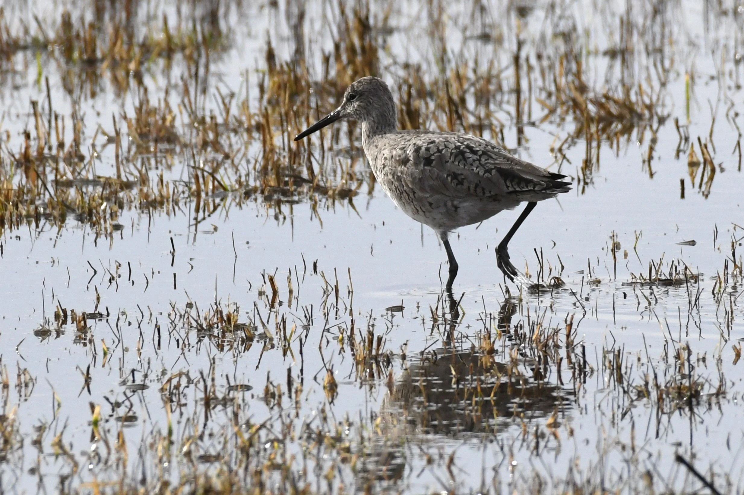 Birding with knoll limits