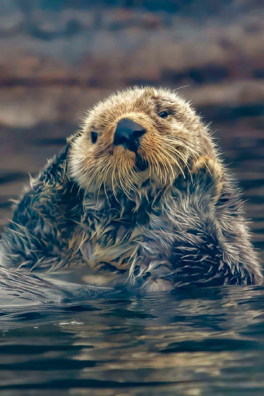 Carr 5157 O Sea Otter in water.jpeg