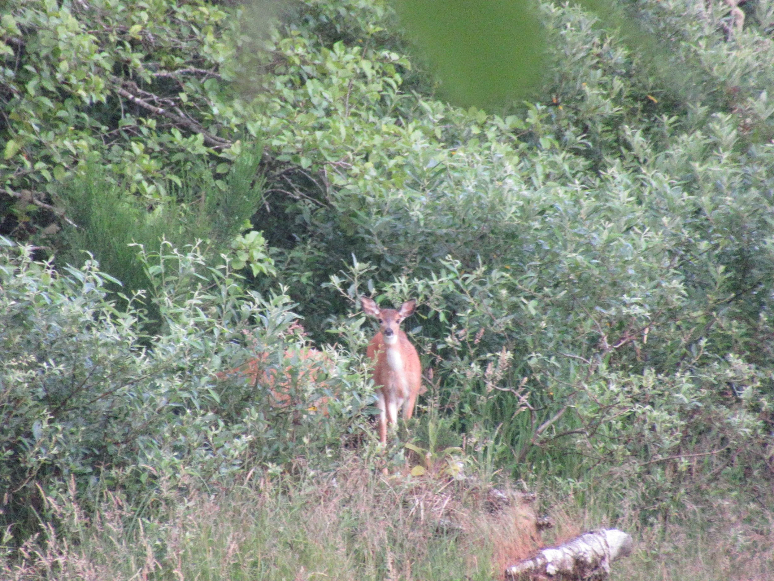 IMG_4183=Deer.JPG