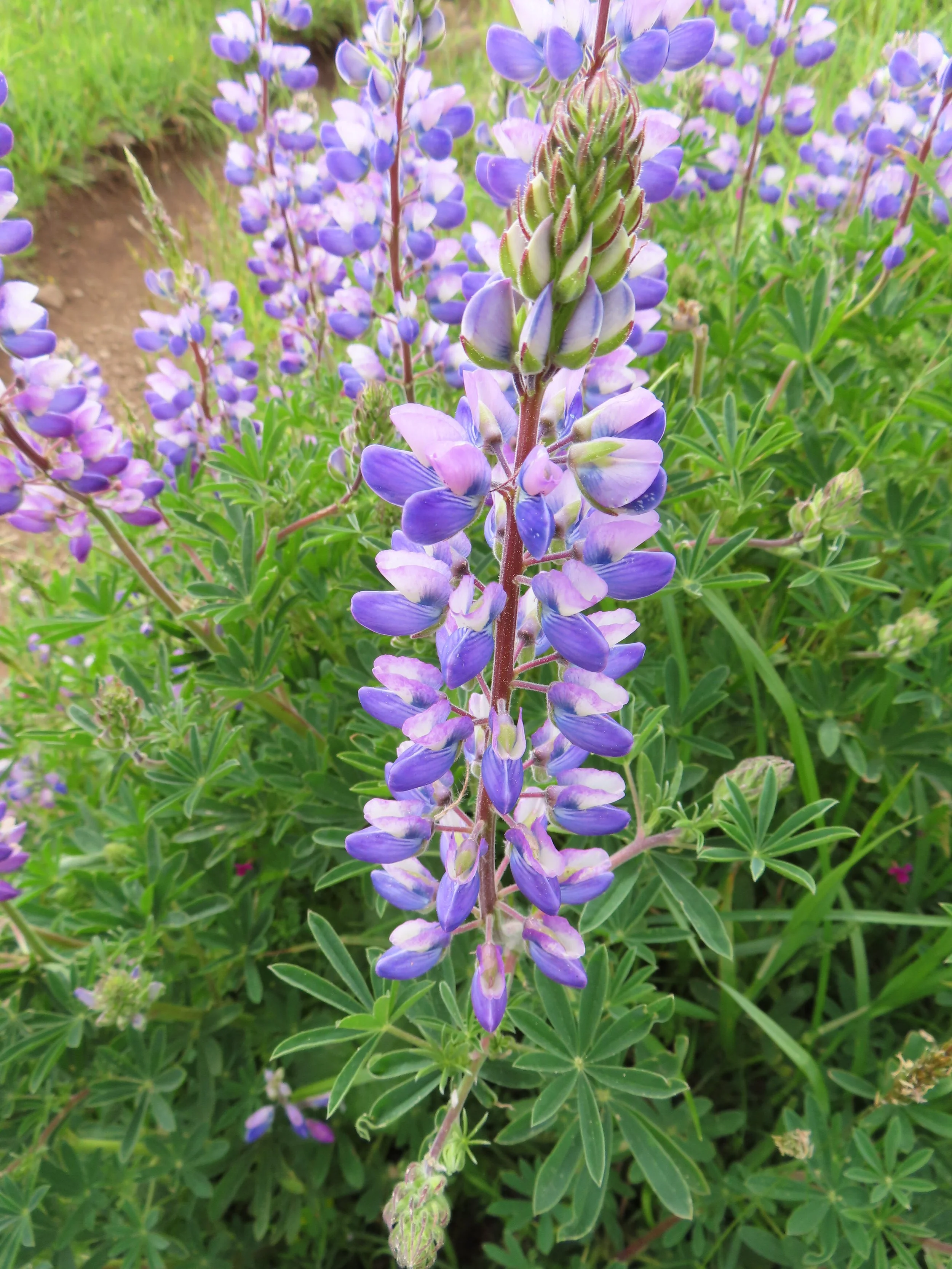IMG_0252=Wildflowers.JPG