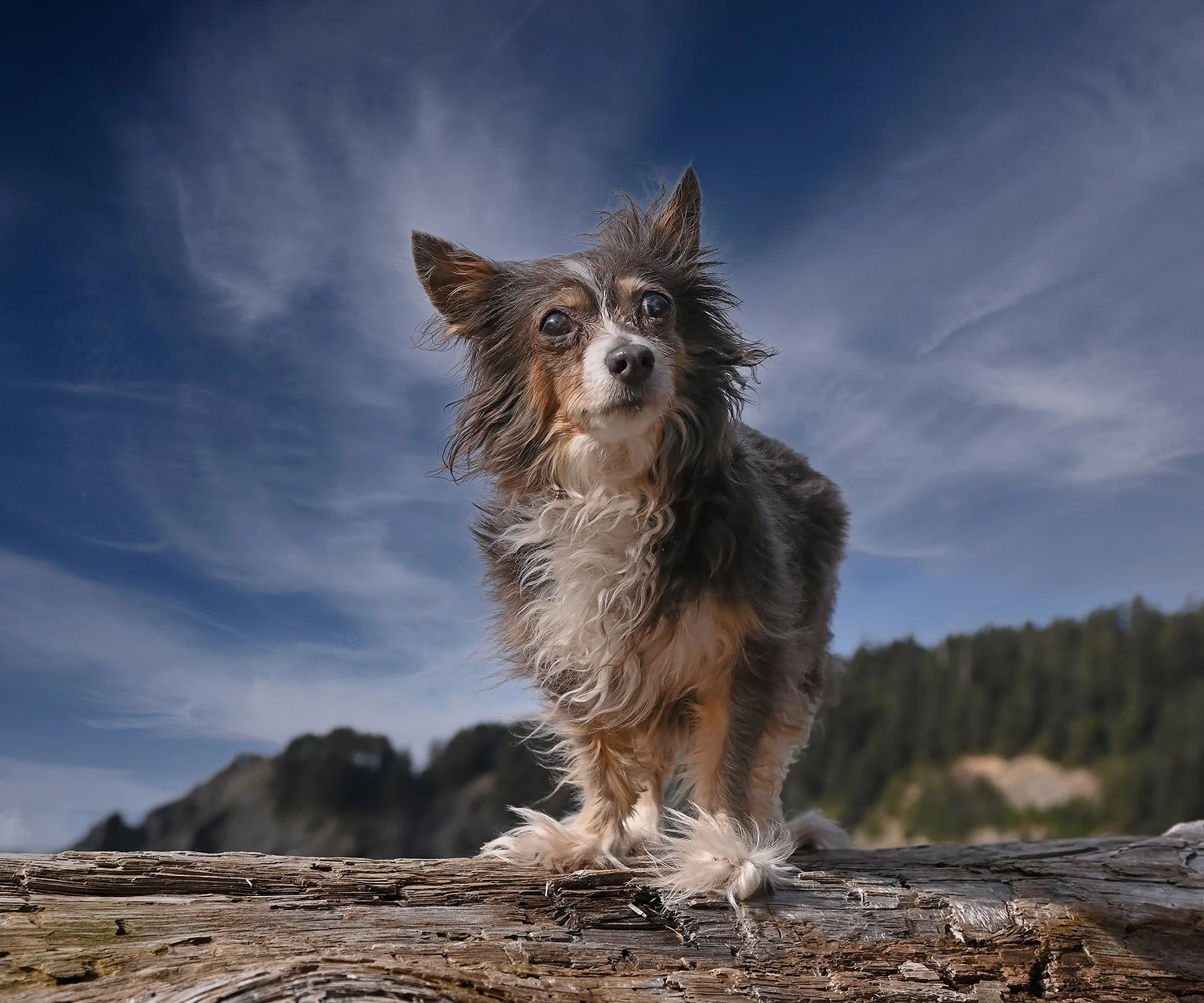 Cynthia Wolf Photography Tilly Muttzanita.jpg