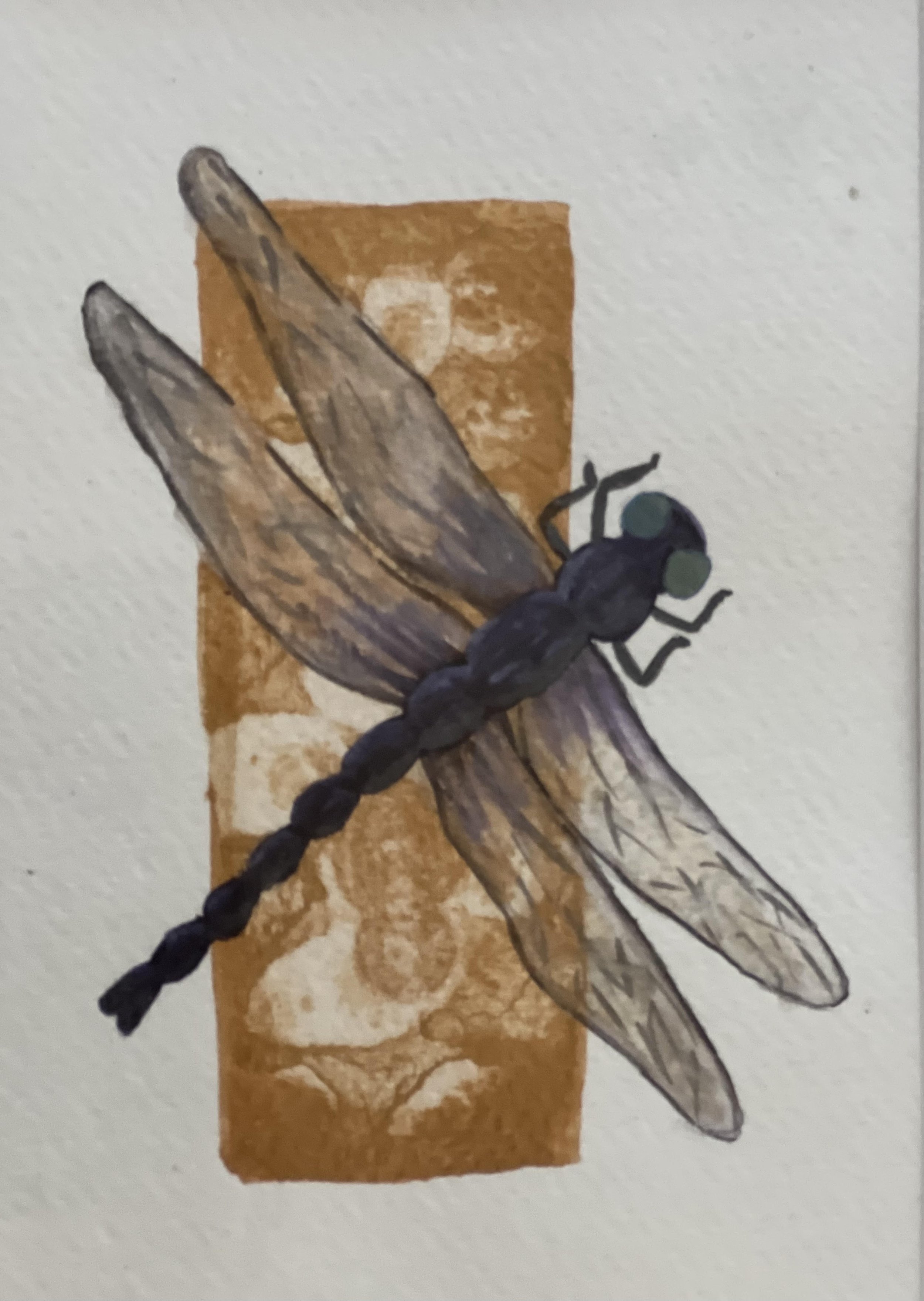 Dragon Fly Hawklin.jpg