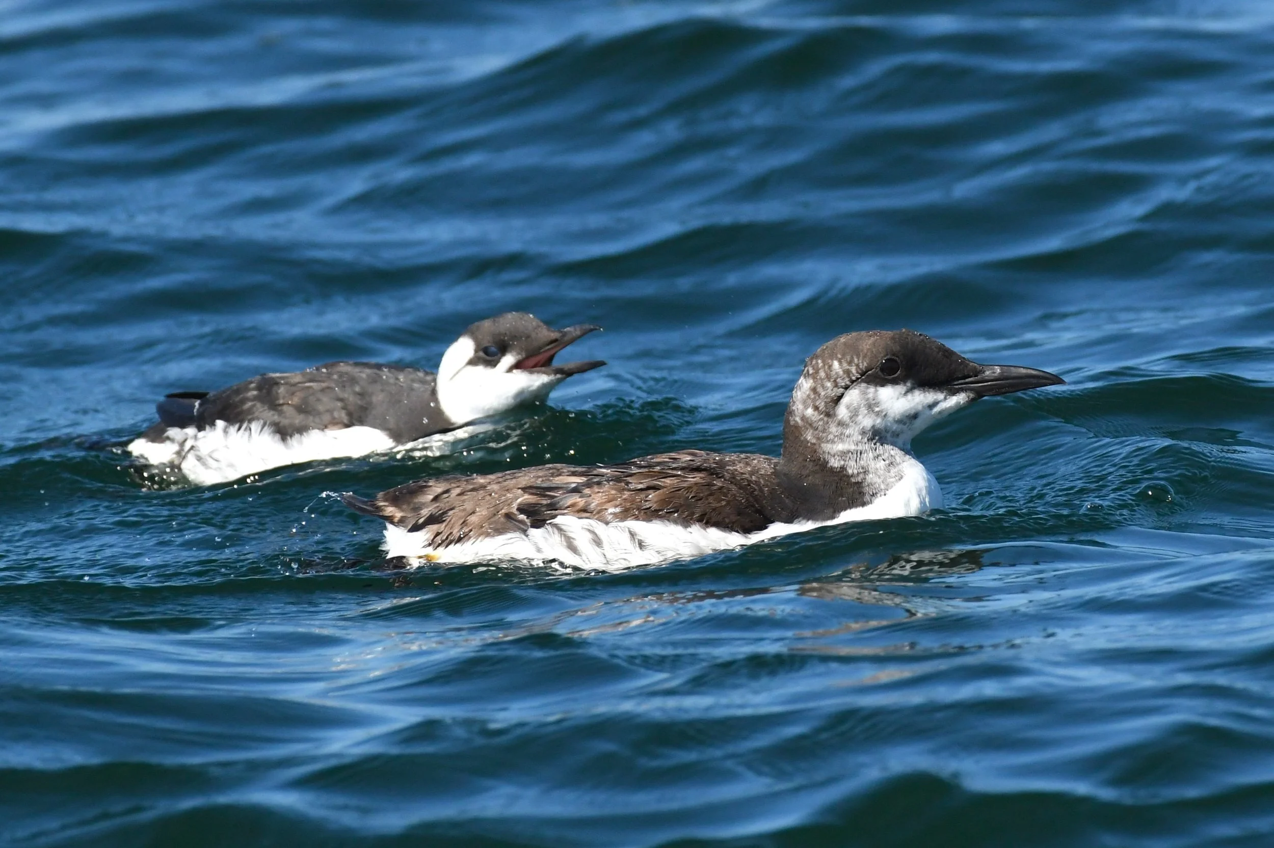 Common Murre male and chick by Ruth Shelly.JPG
