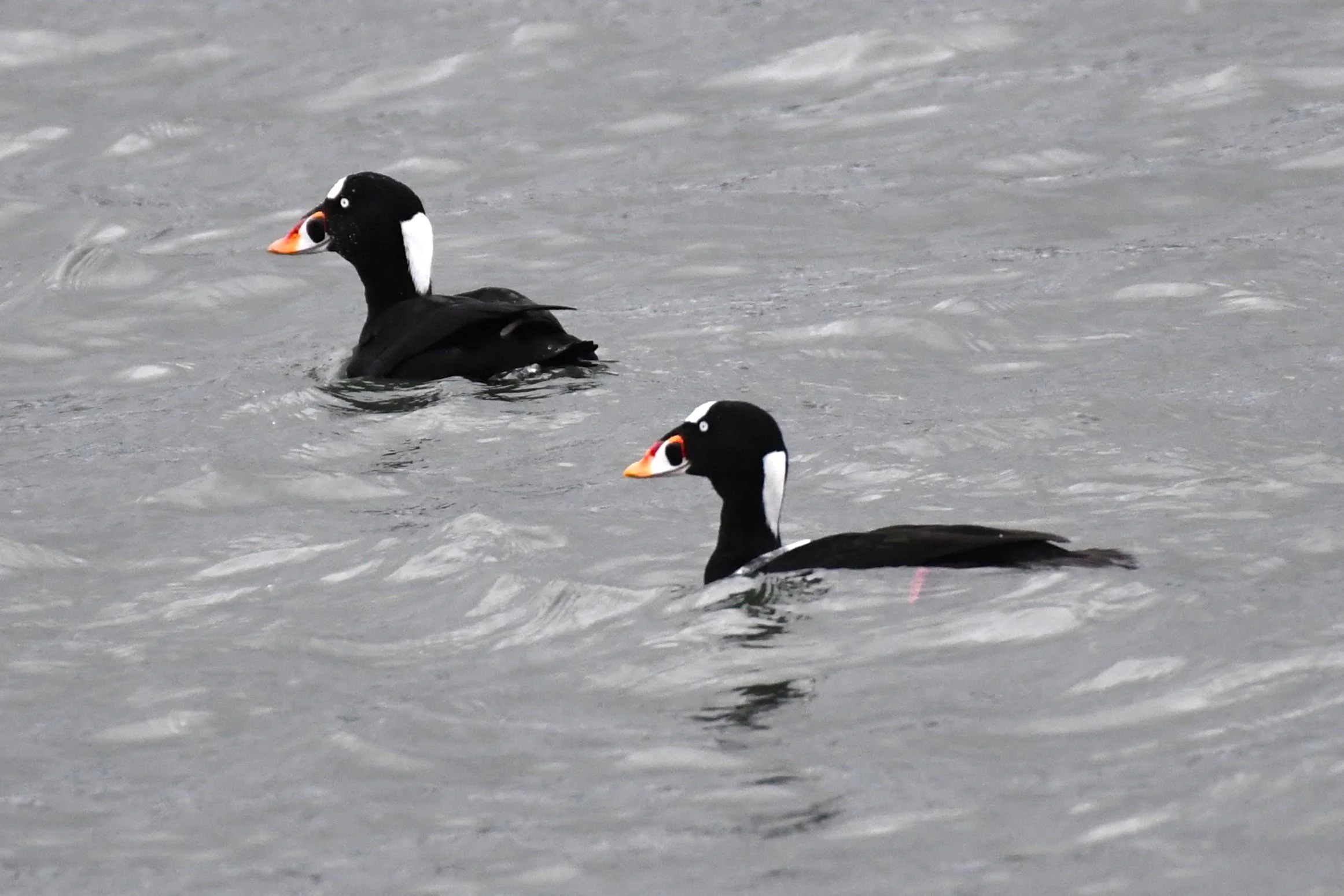 Surf Scoters by Ruth Shelly.JPG
