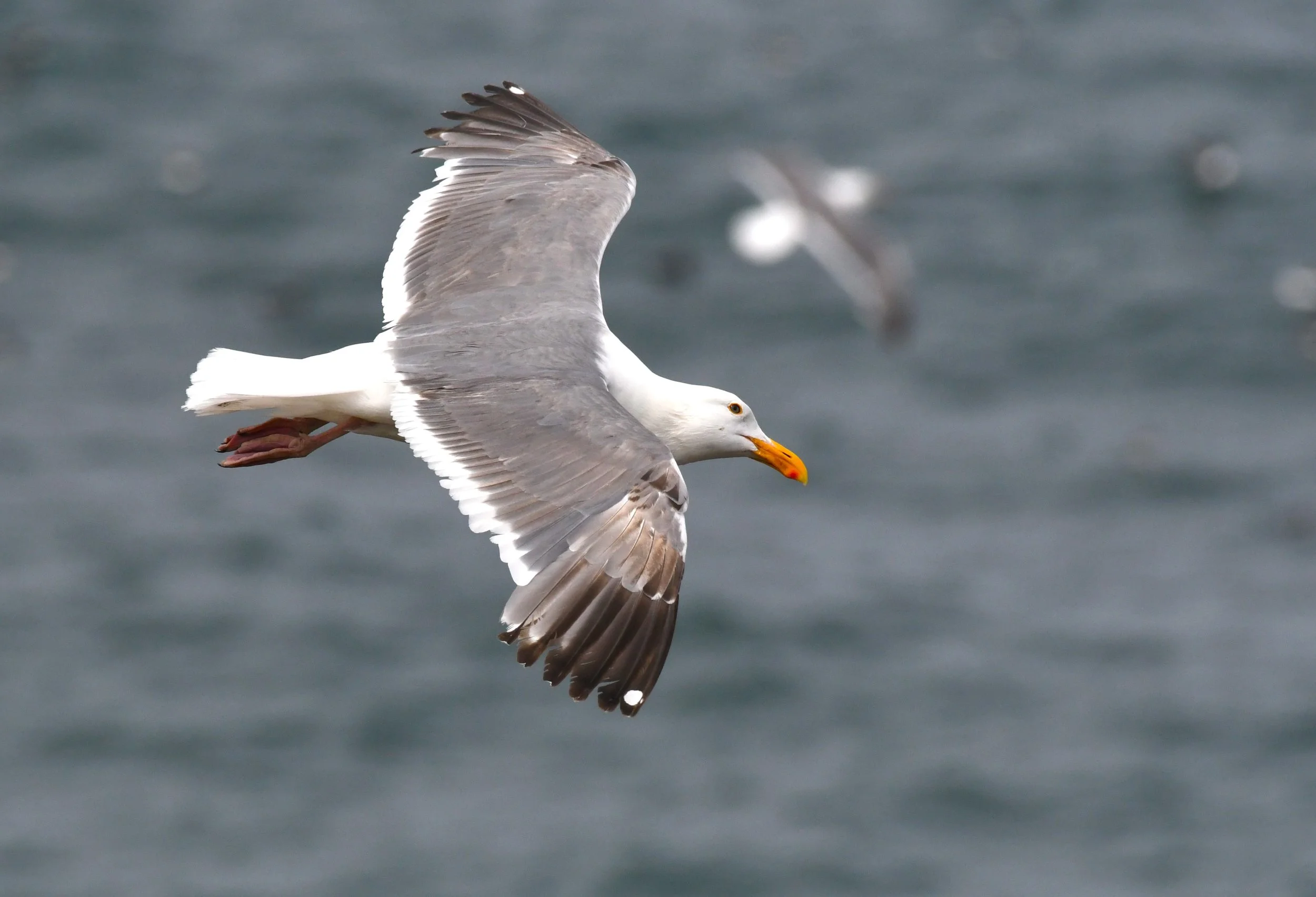 Western Gull by Ruth Shelly.JPG
