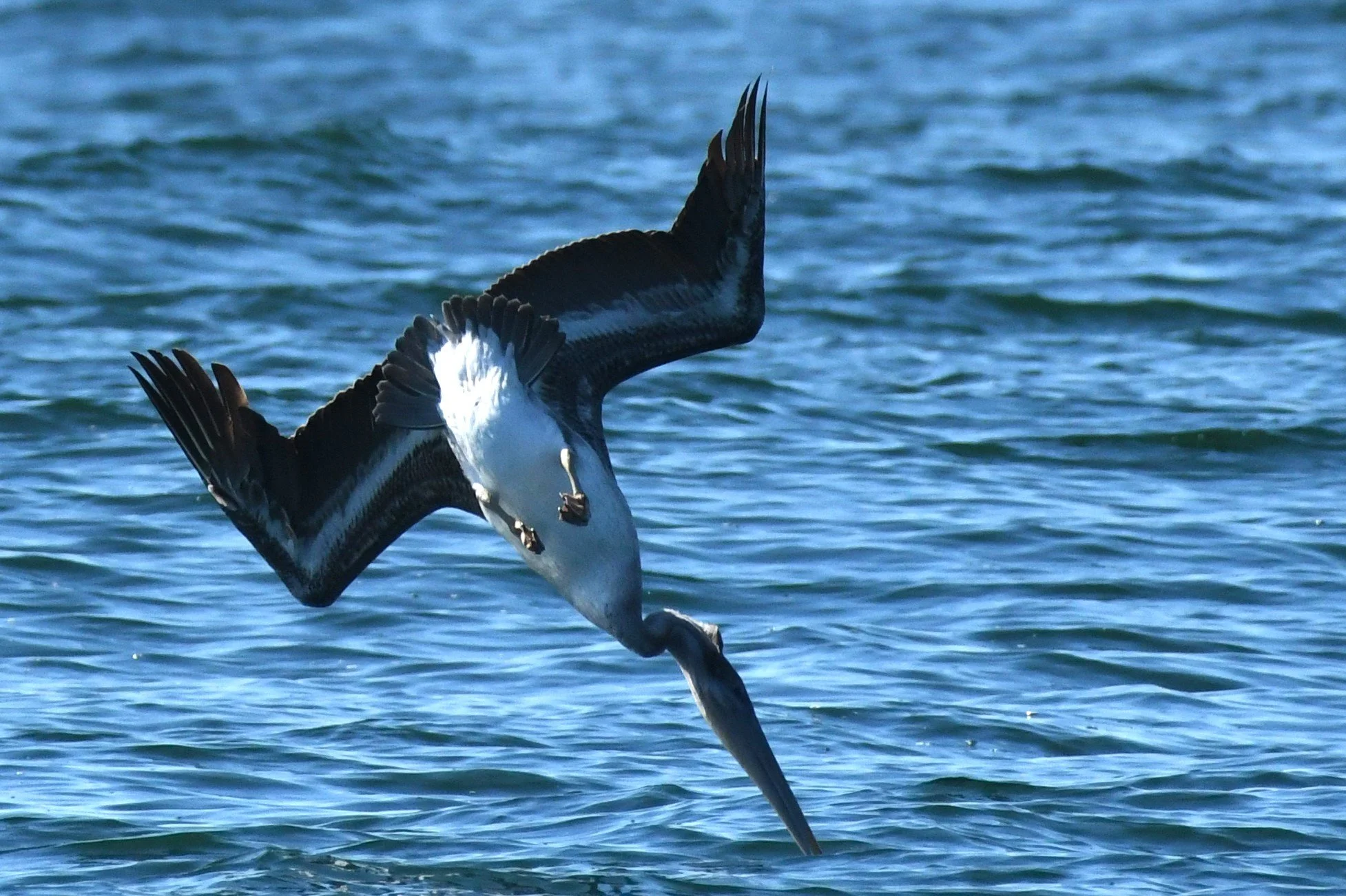 Dive-rse birds ahead