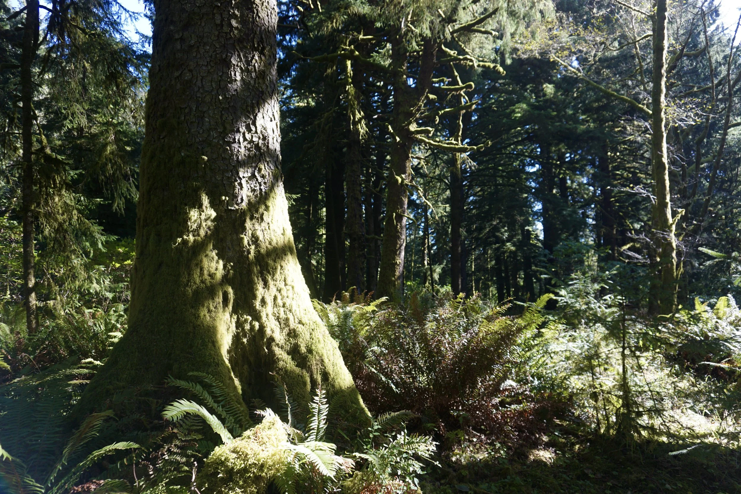 cascade head OCT 2.jpeg