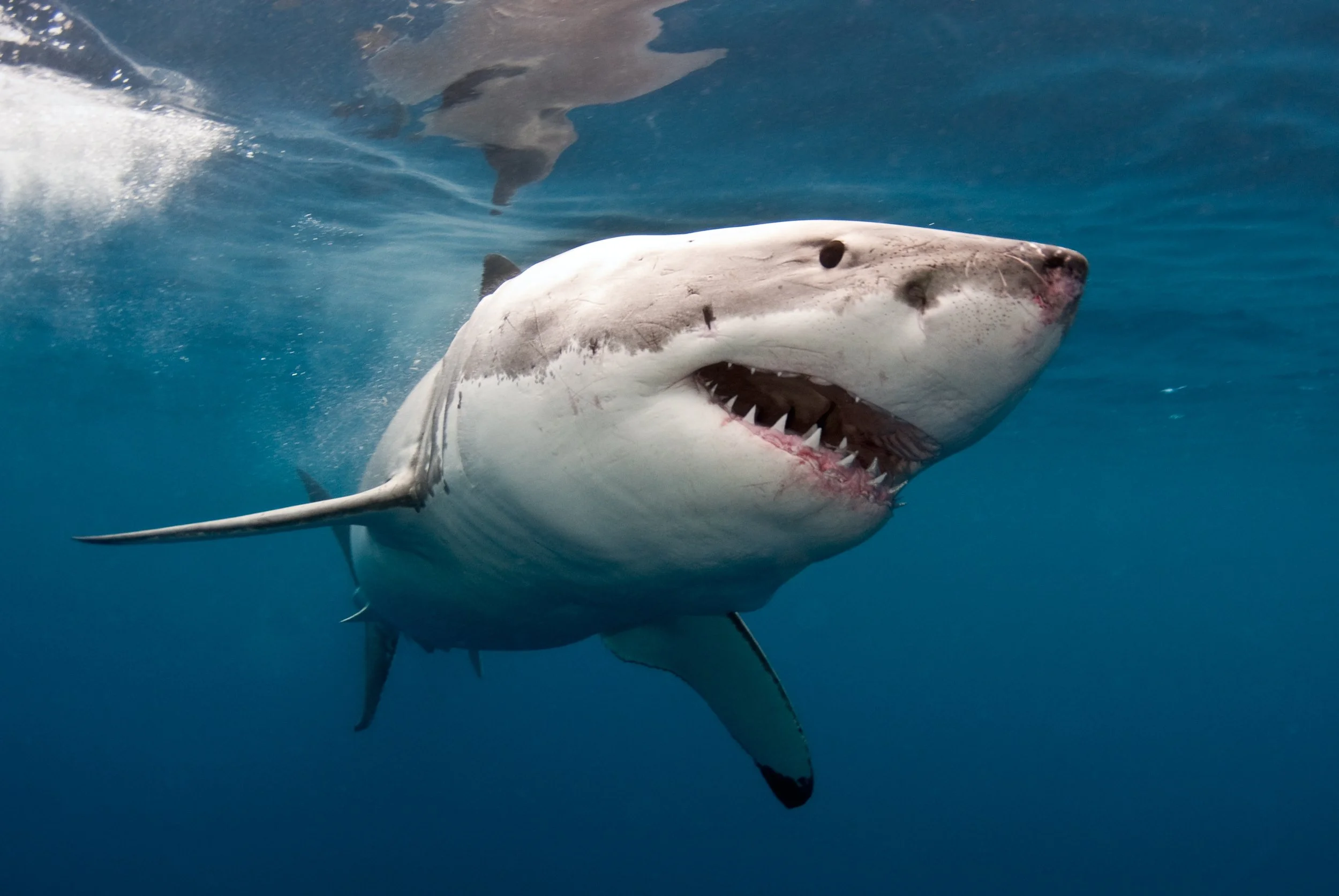 Get schooled on sharks