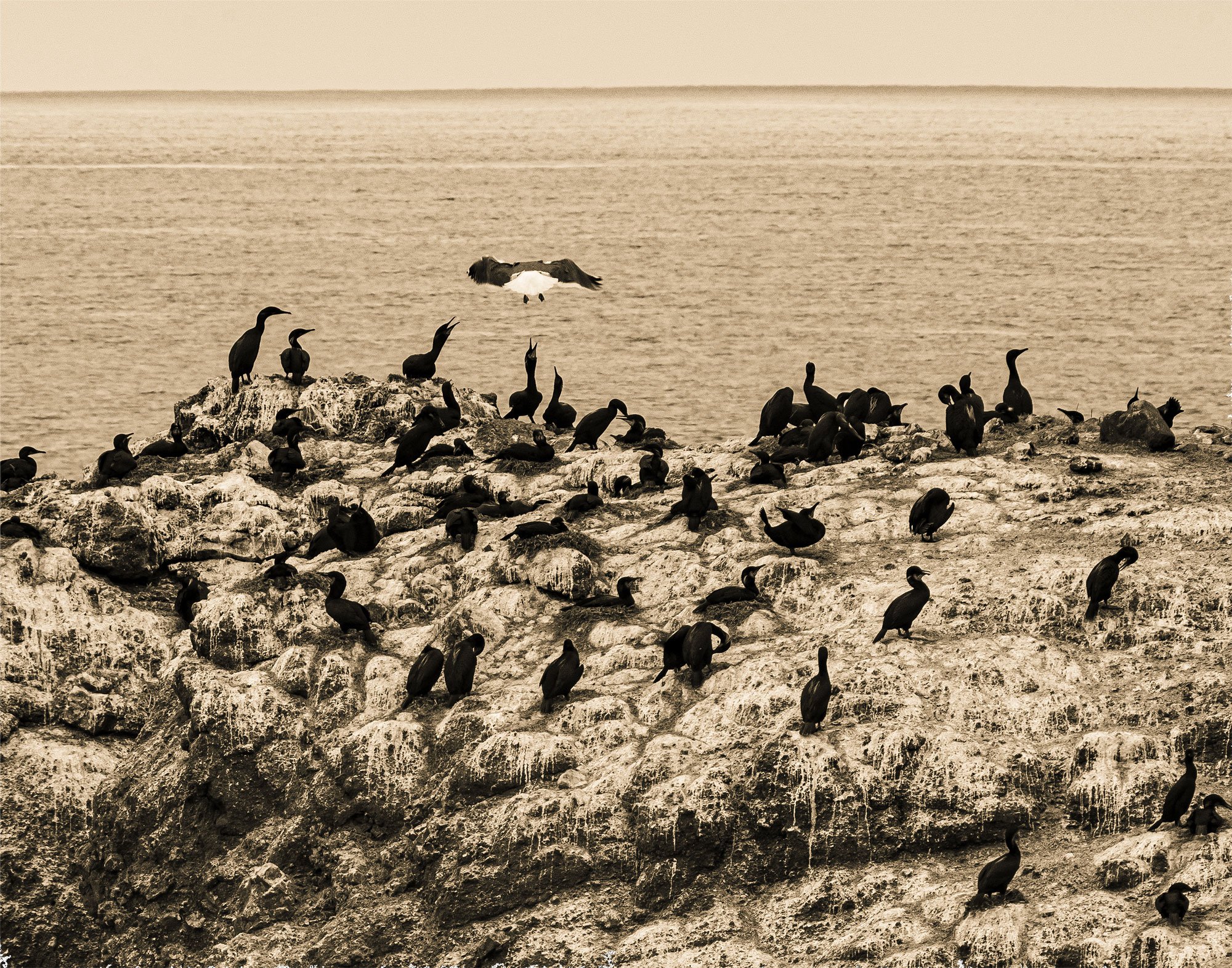 Cormorants - Photography by Darryl Baird.jpg