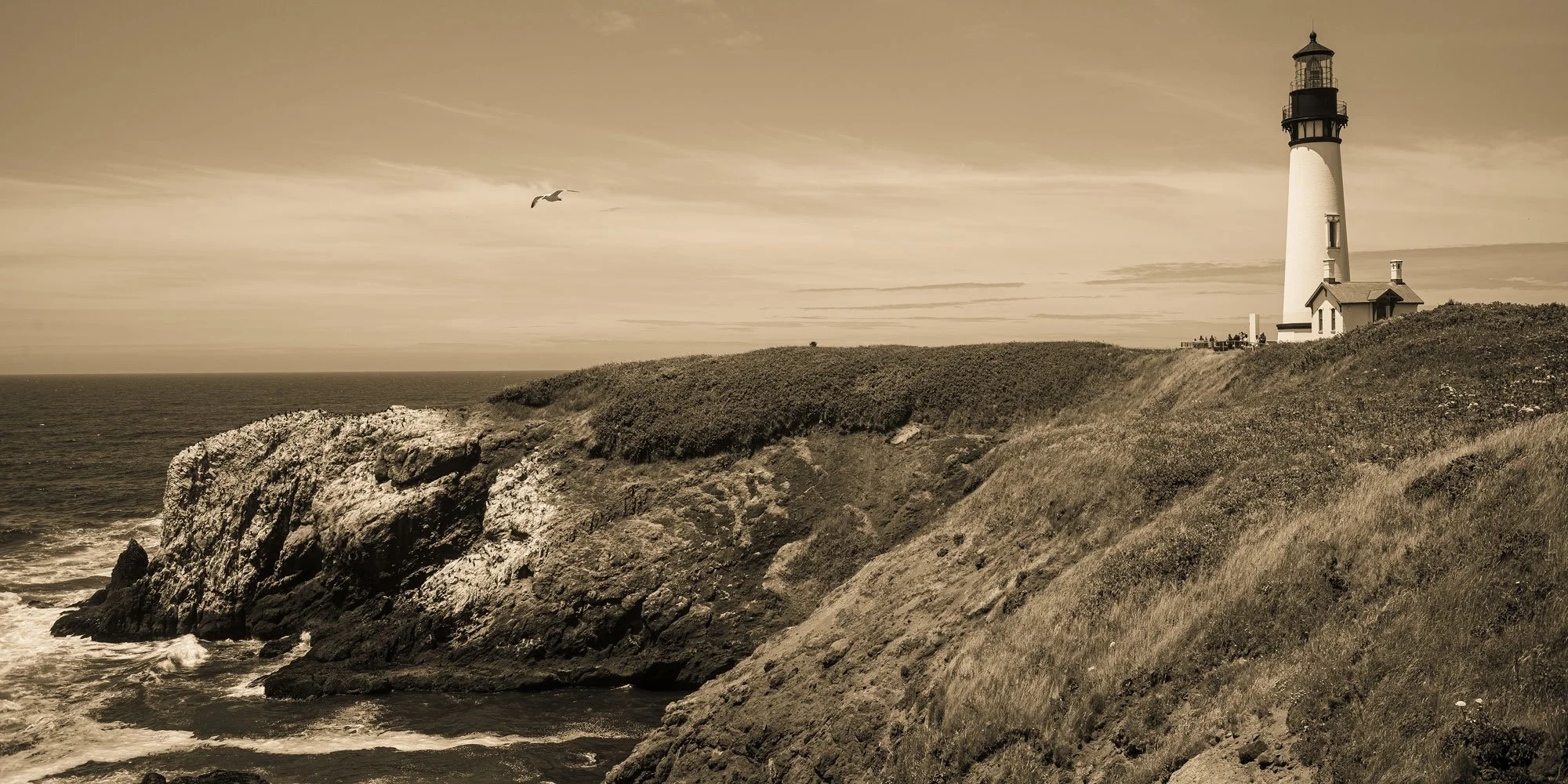 Lighthouse Gull - Photography by Darryl Baird.jpg
