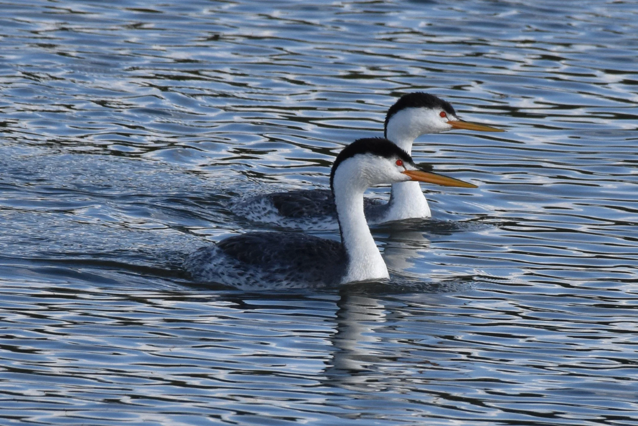 Birding on the river