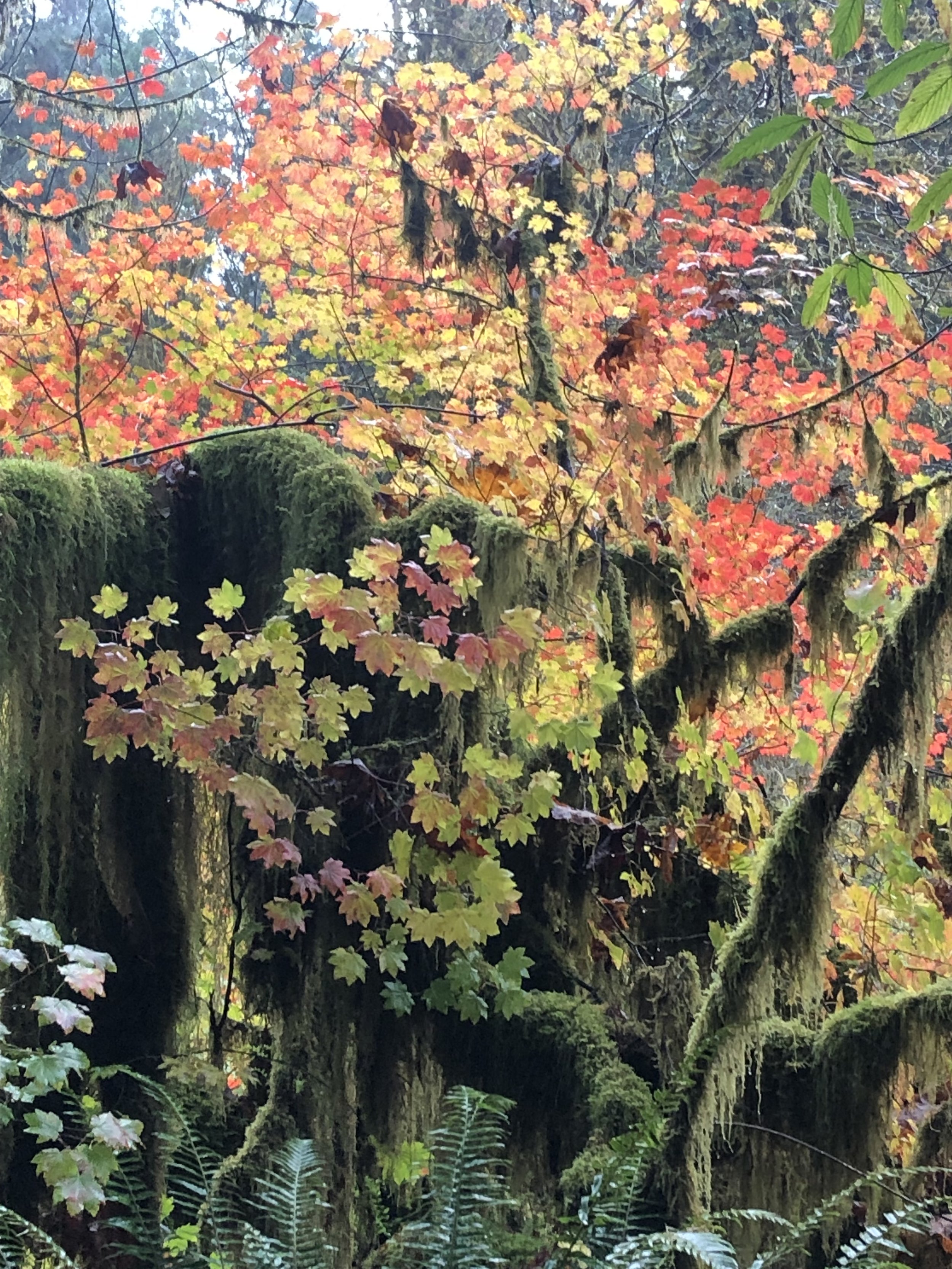Fall foliage at Drift Creek.jpeg