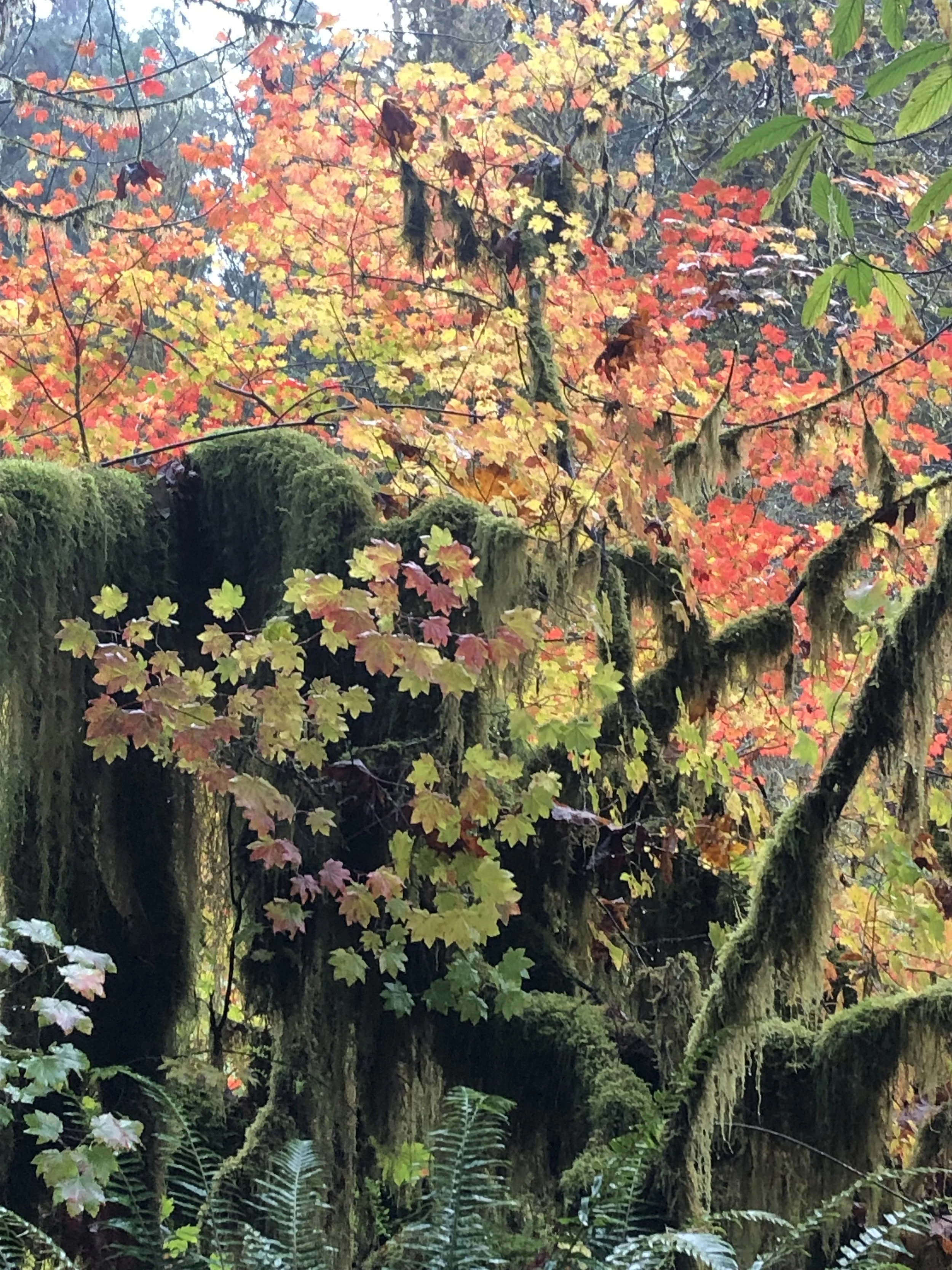 Drift into fall at Drift Creek