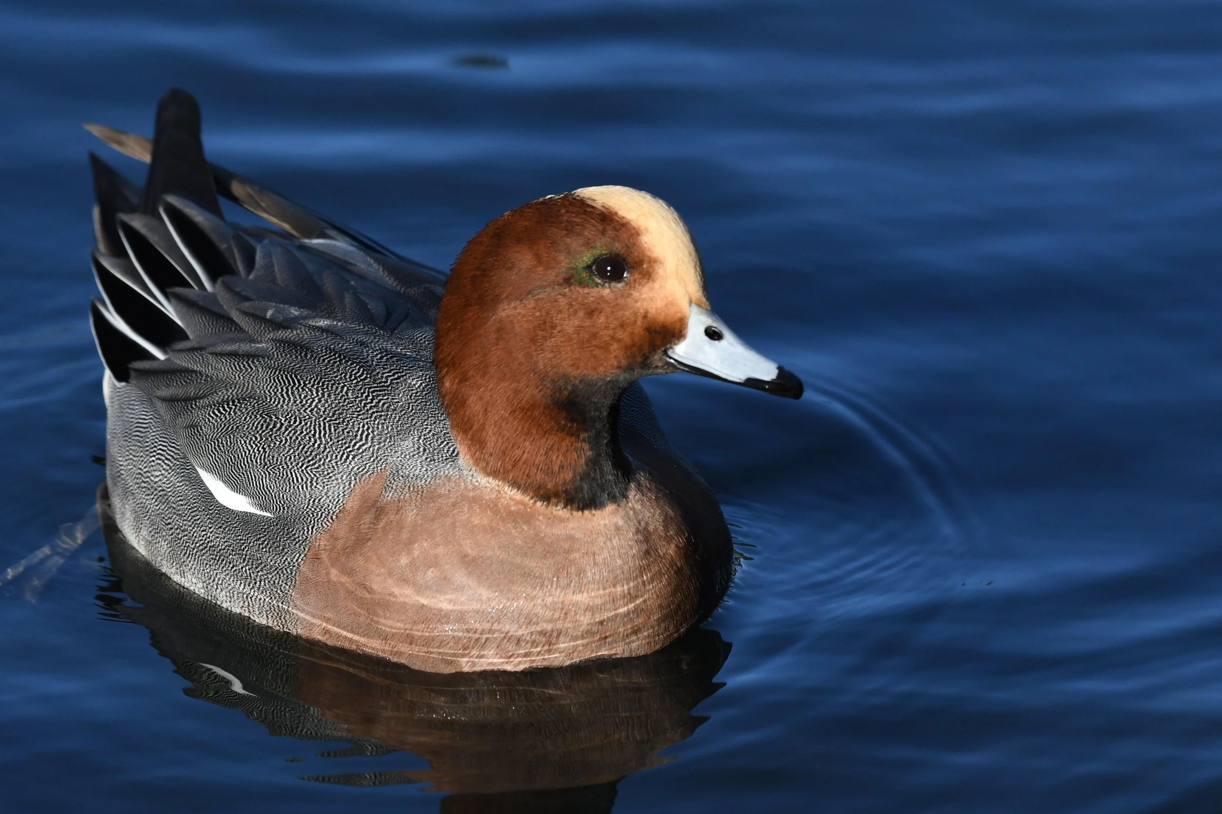 Two days of the wigeon