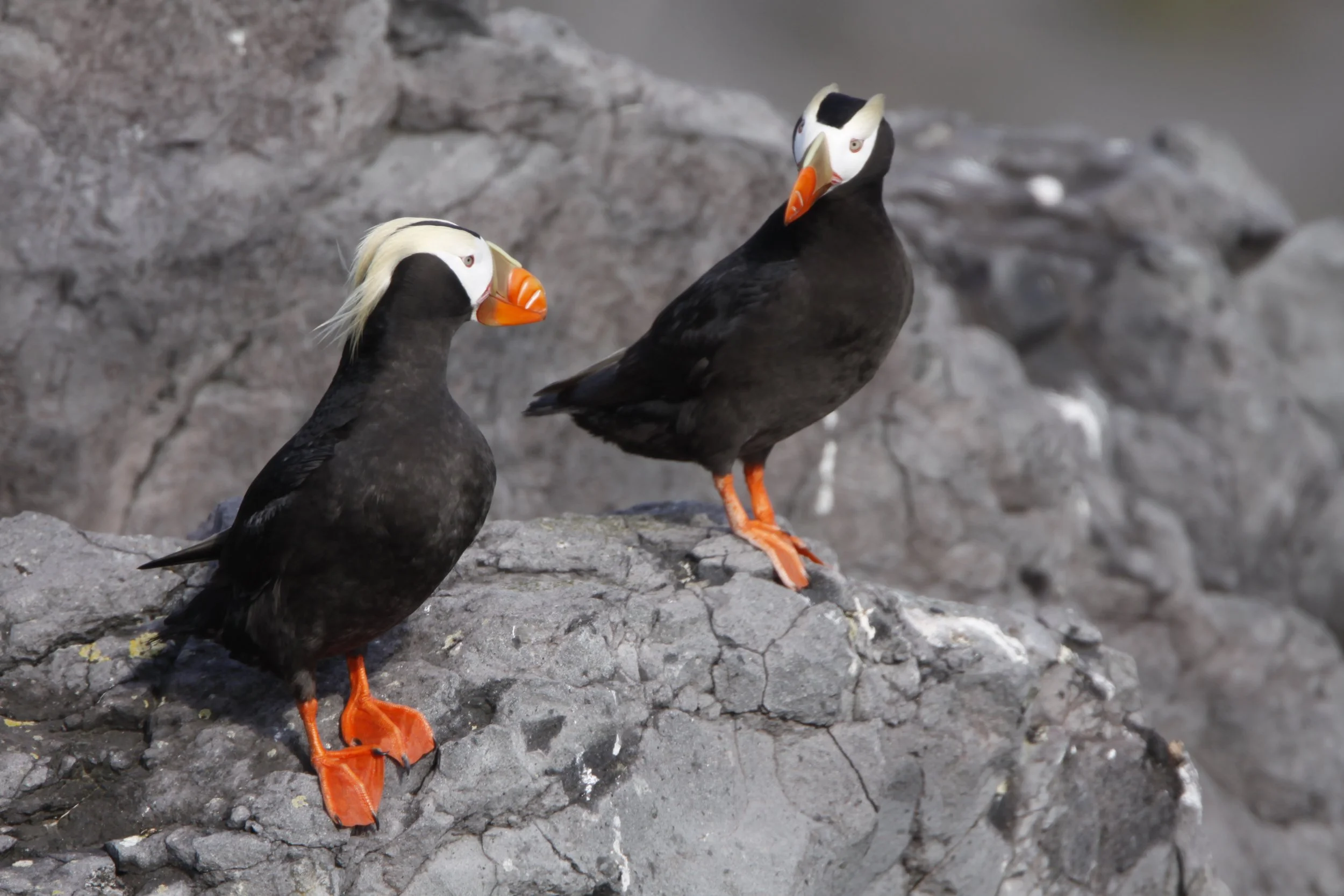 Pelican hosts seabird talk in Pacific City
