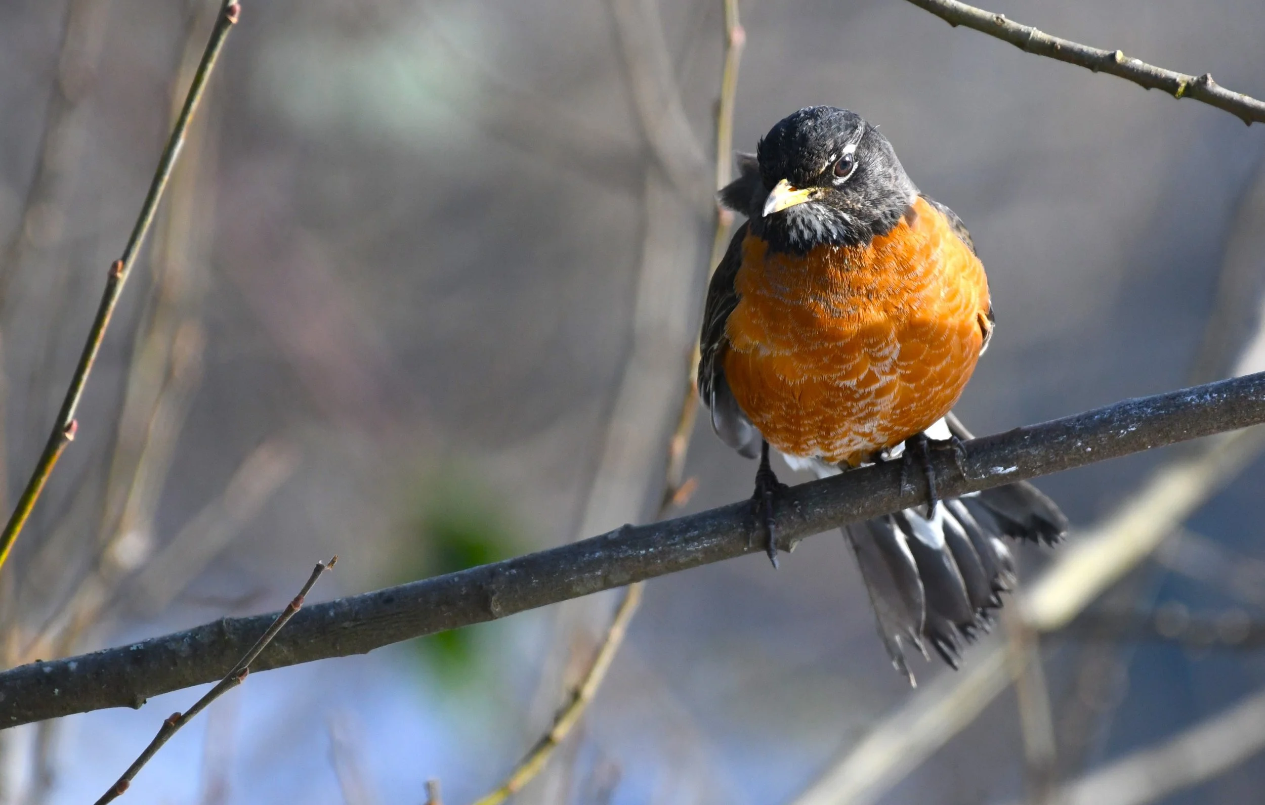 Take a stroll with the Lincoln City branch