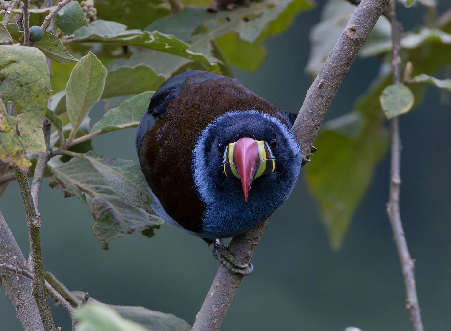 An Ande guide to birds