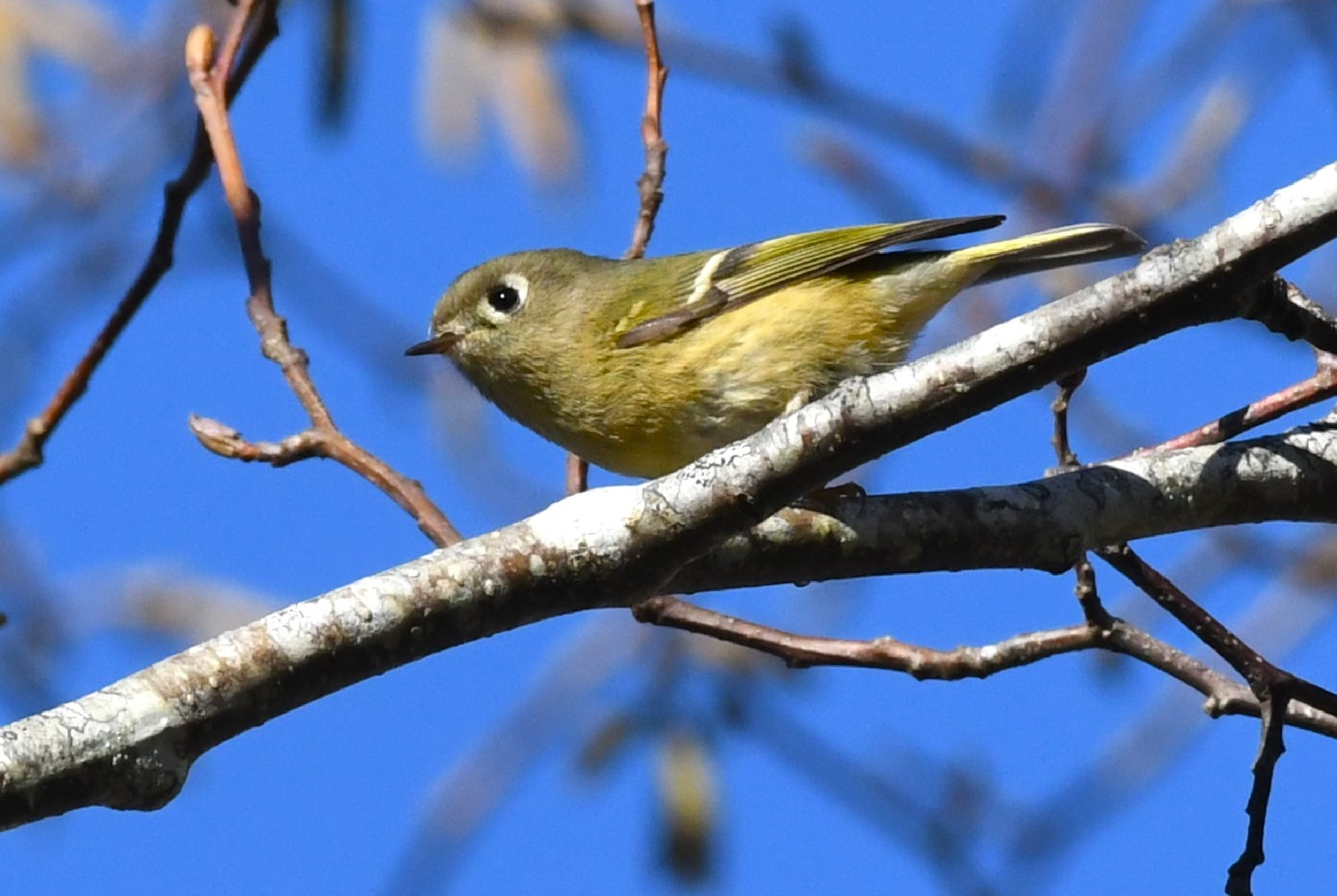 Ruby-crowned Kinglet by Ruth Shelly.JPG