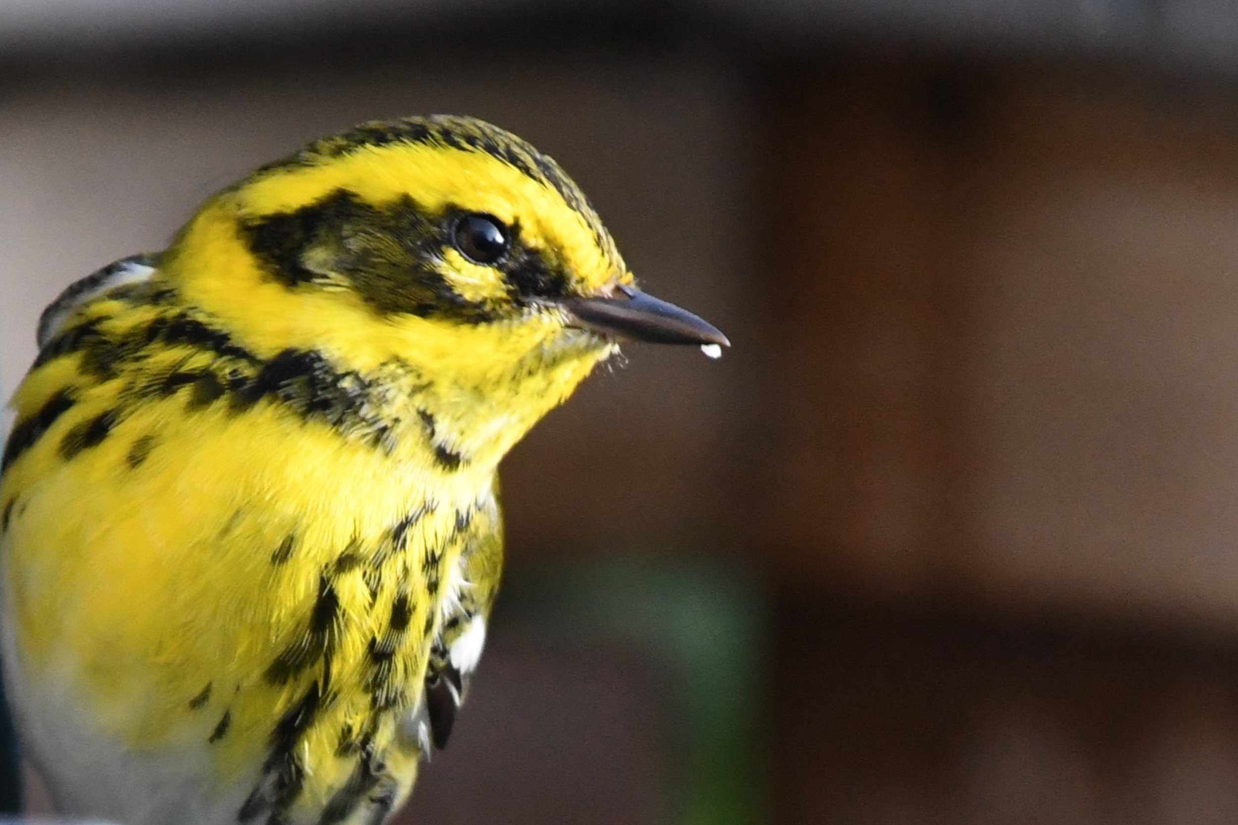 Townsend's Warbler closeup by Ruth Shelly.JPG