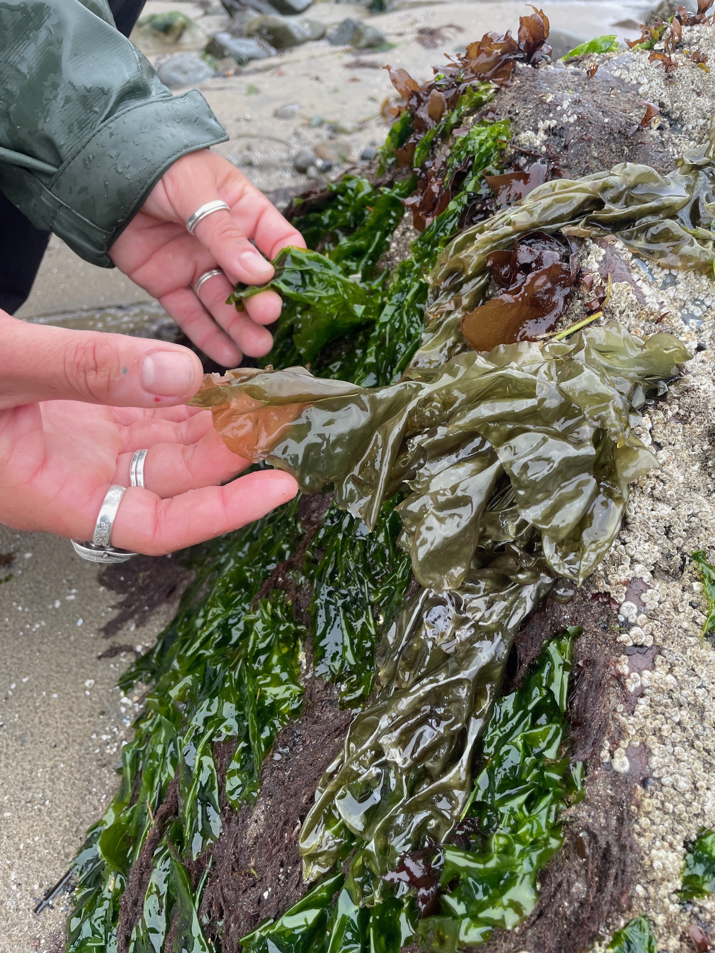 Seaweed - 4.jpeg