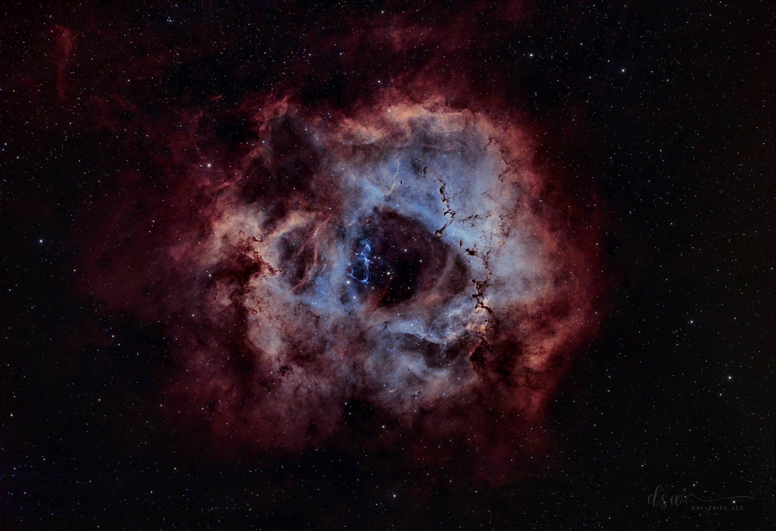 Likness - Rosette in Bloom.jpg