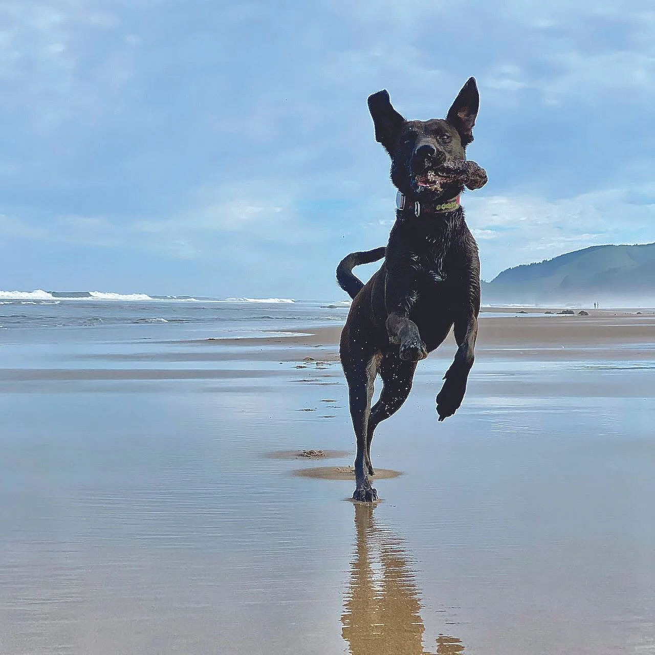 BARKOPTIONS - 12.jpg