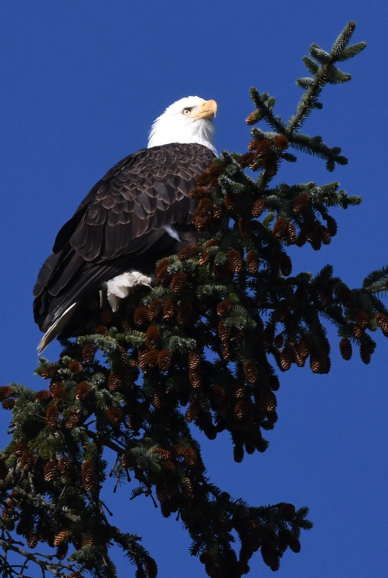 Bald Eagle 4.JPG