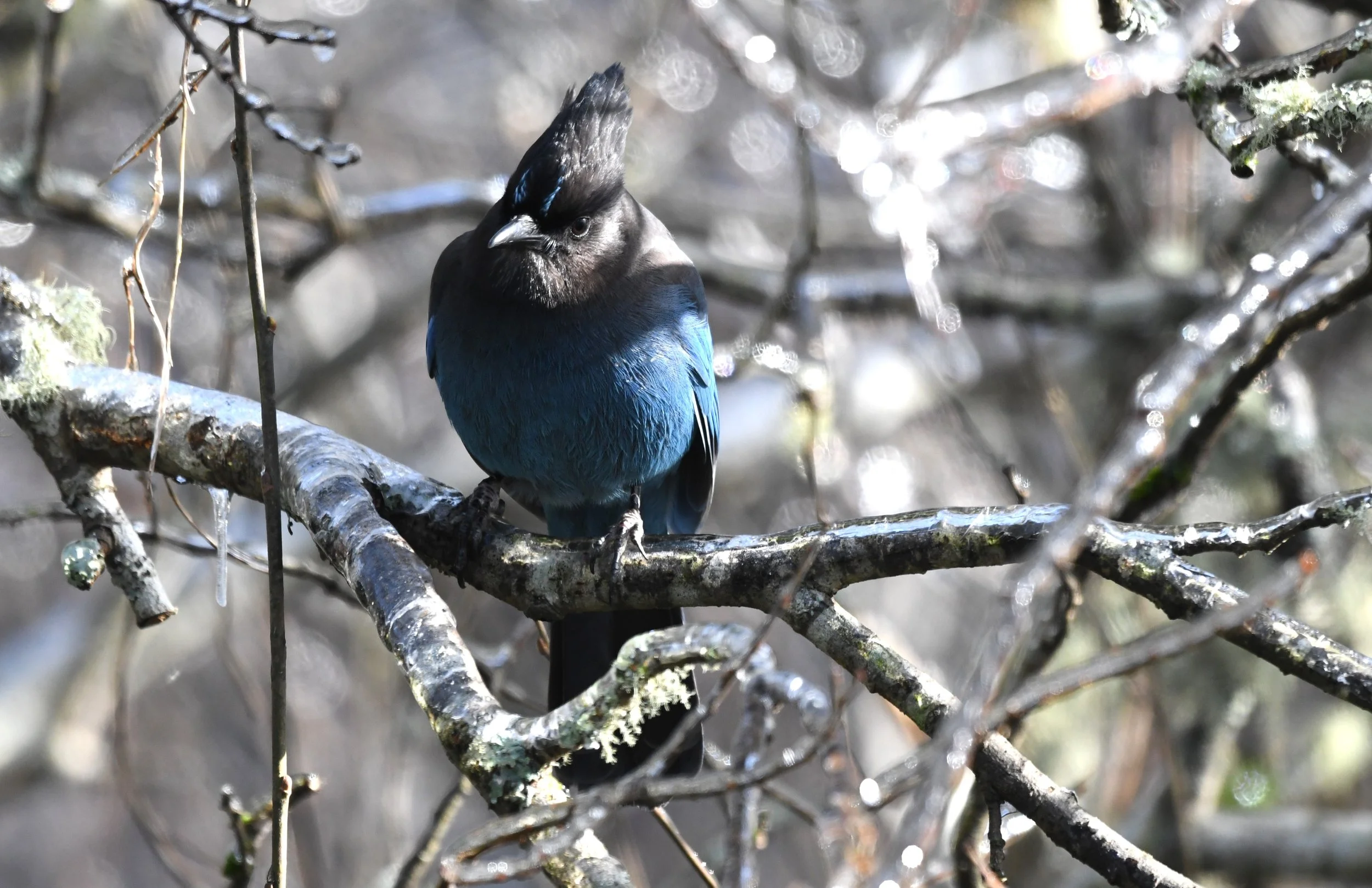 Steller_s Jay by Ruth Shelly.JPG